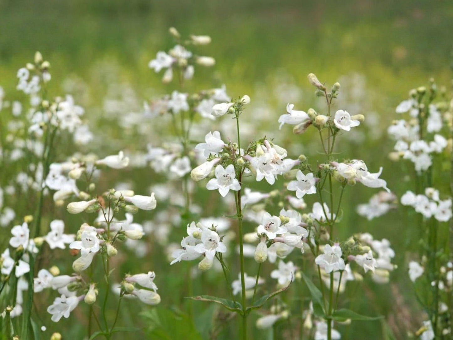 Penstemon digitalis Seeds | Heirloom Native Wildflower | Foxglove Beardtongue | Pollinator-Friendly Perennial Planting