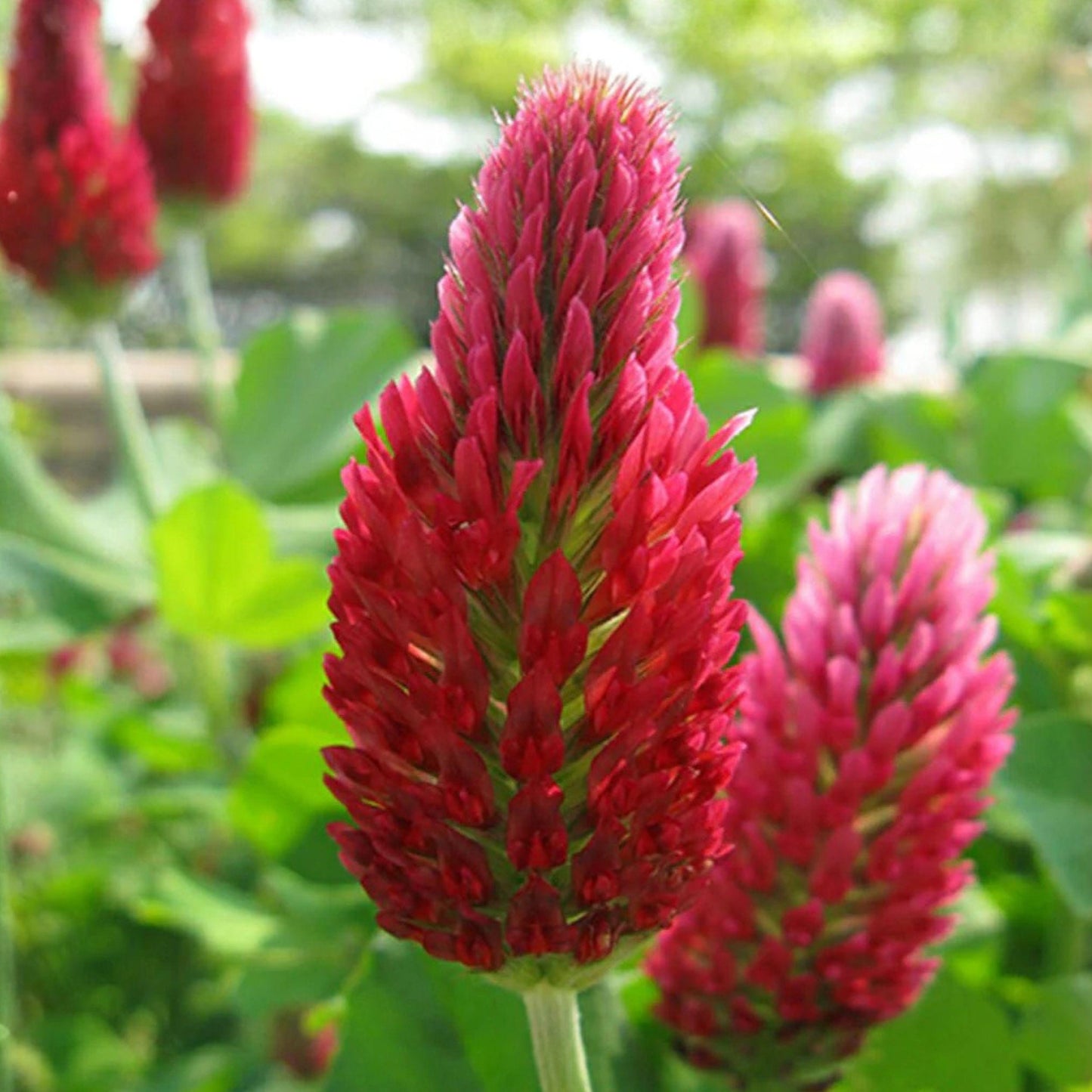 Crimson Clover Seeds 100 Pack | Trifolium incarnatum | Cover Crop & Pollinator Plant | Nitrogen Fixing Legume