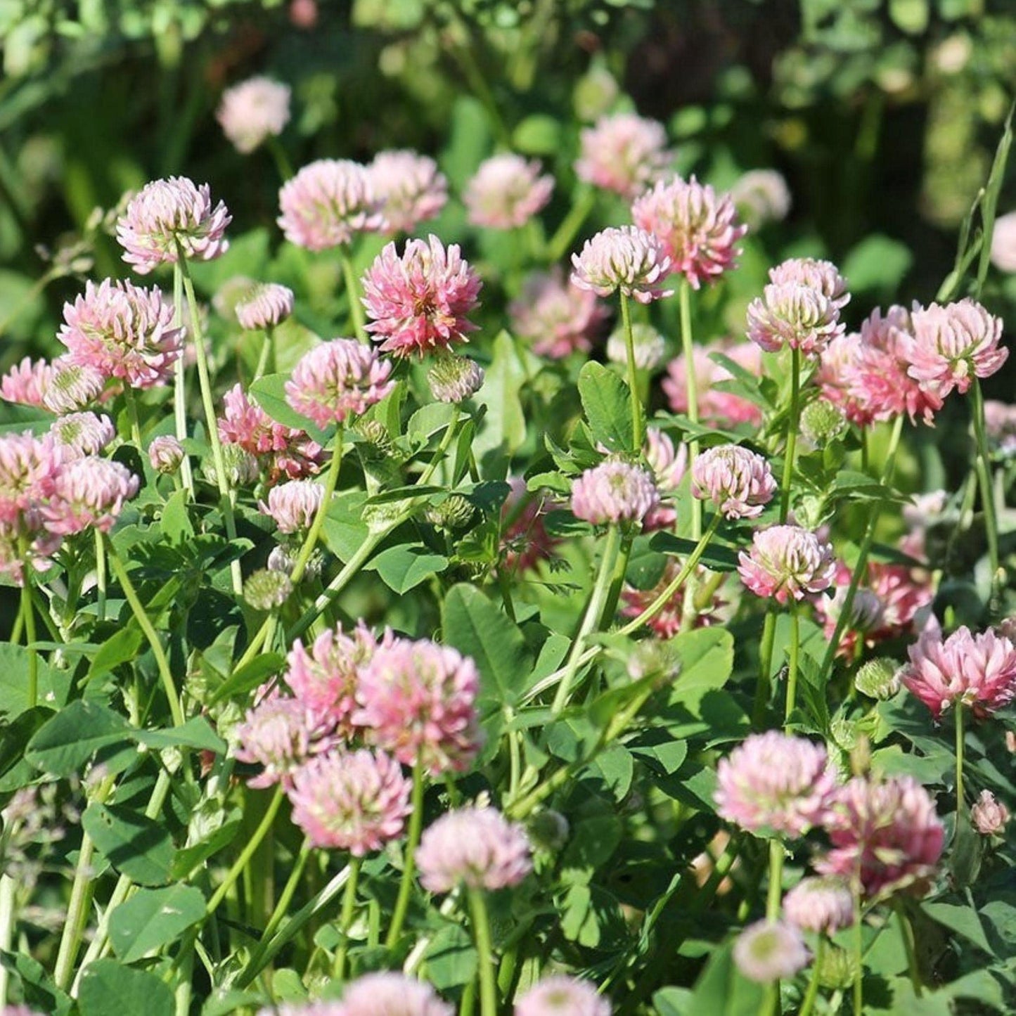 Alsike Clover Seeds 100 Pack, Pink Flowers, Nitrogen Fixing Cover Crop, Pollinator Forage, Trifolium hybridum