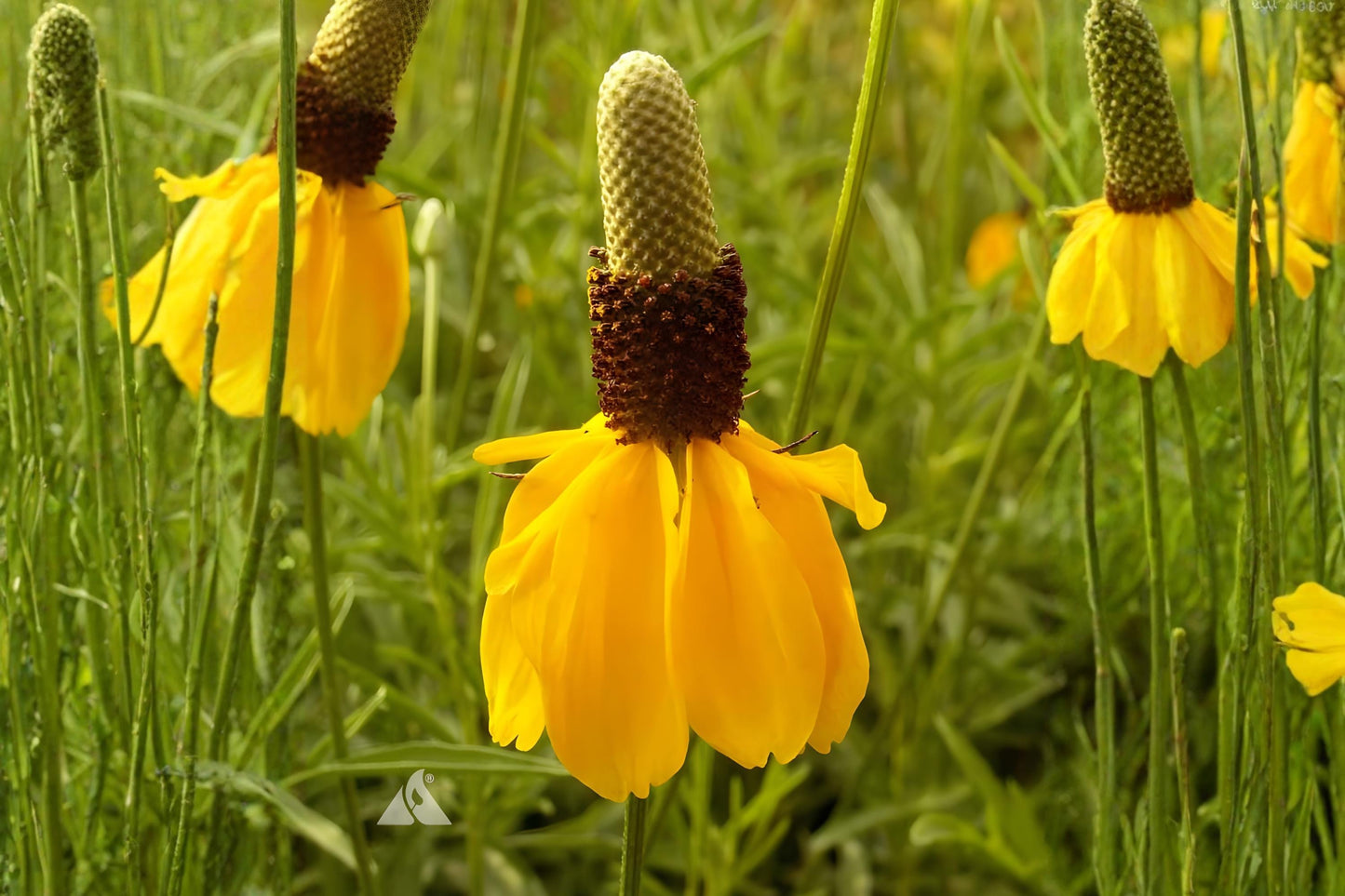 Prairie Coneflower Seeds 100 Pack | Native Wildflower with Yellow Petals & Cone-Shaped Centers | Ratibida columnifera