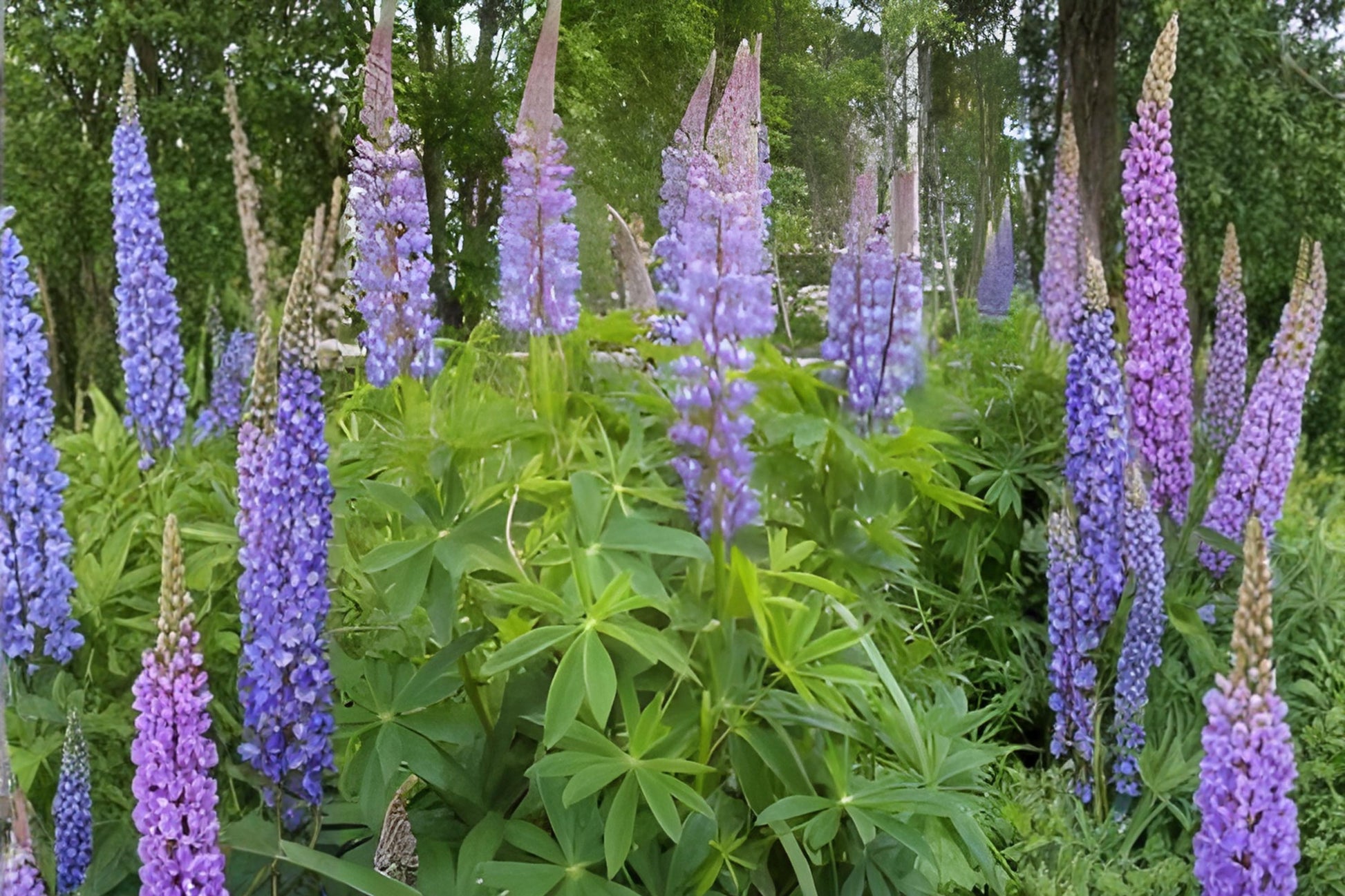 Large Leaf Lupine Seeds (20) | Vibrant Blue & Purple Wildflower | Lupinus polyphyllus for Cottage Gardens & Pollinator Habitats