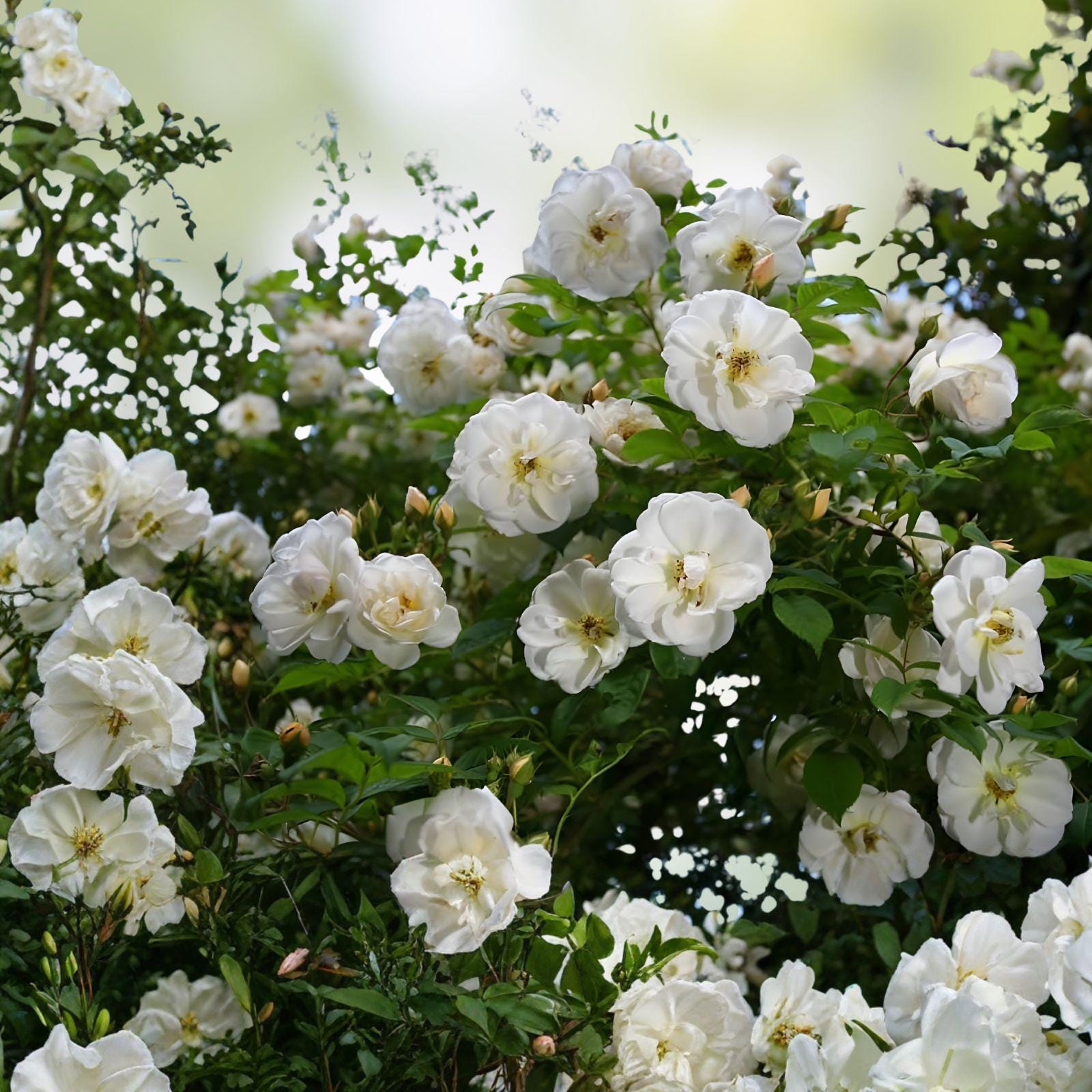 White Climbing Rose Bare Root Plant – Fragrant Blooming Vine, Rosa alba, Garden Flower