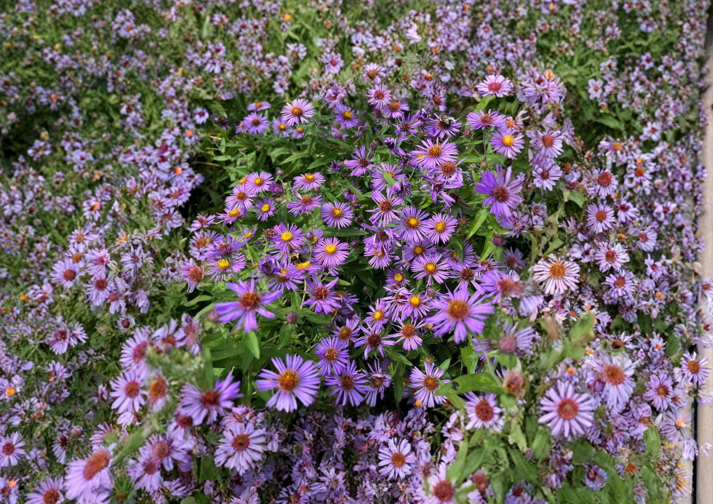 500 New England Aster Seeds, Aster novae-angliae, Pollinator Friendly Wildflower for Gardens, Native Perennial Planting