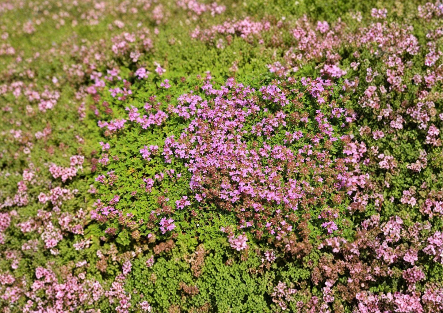 1000+ Creeping Thyme Seeds, Thymus serpyllum, Purple Flower Groundcover, Perennial Herb, Lawn Alternative, Pollinator-Friendly Plant