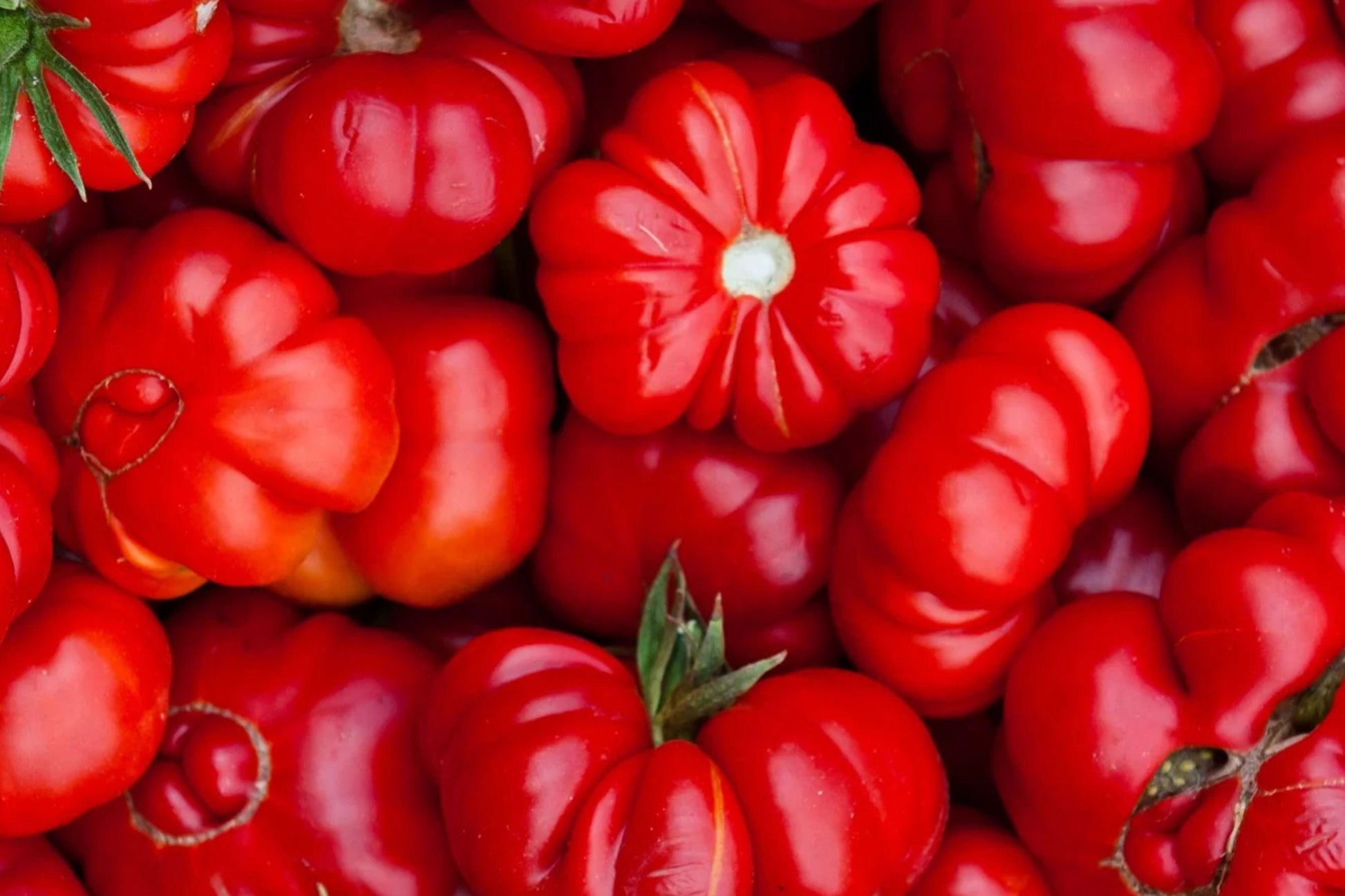 Rosso Sicilian Tomato Seeds Heirloom Italian Red High Yield for Sauces & Cooking (120+ Seeds)