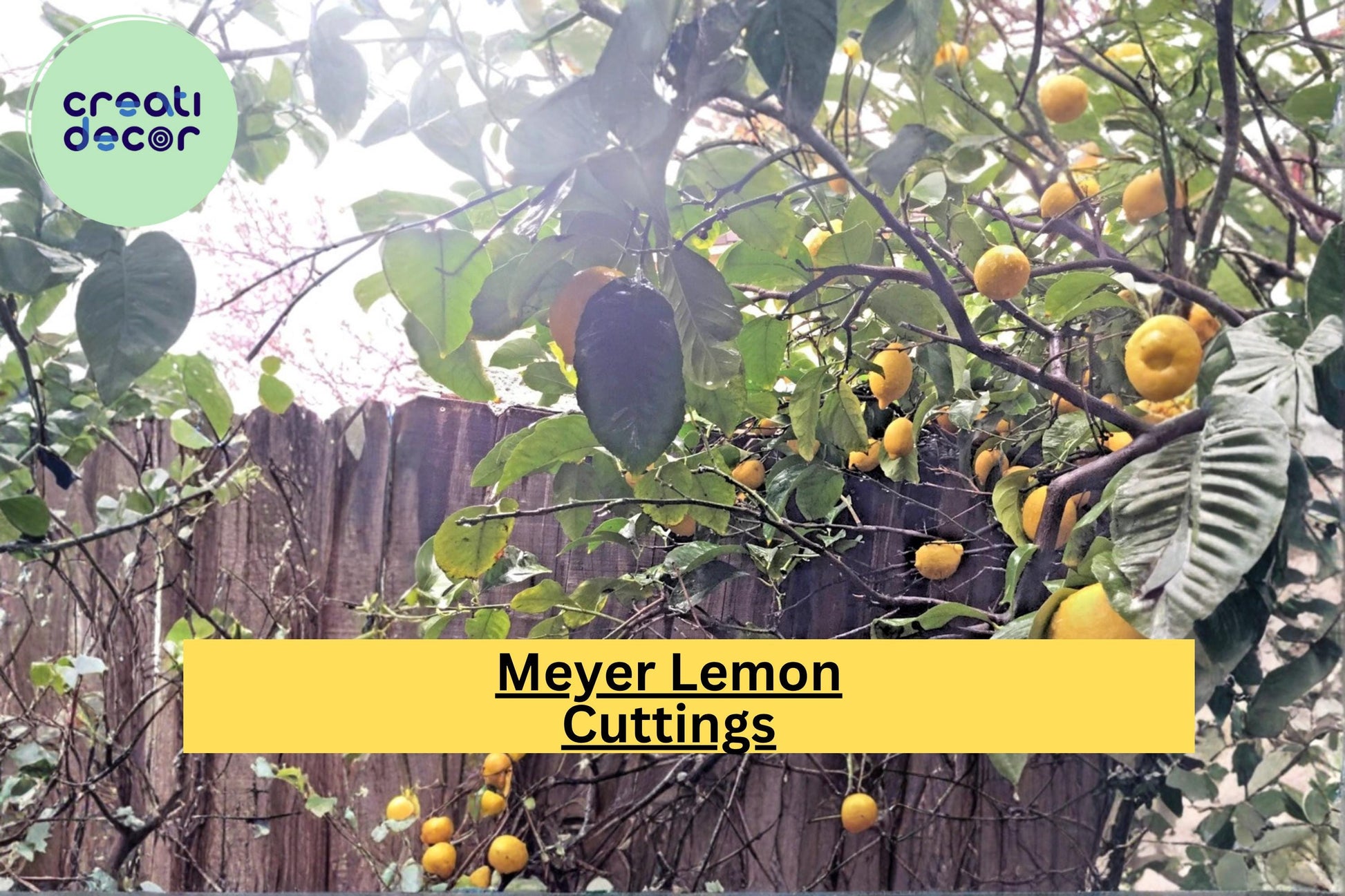 Meyer Lemon Fruit Tree Scion Cuttings – Grafting or Rooting Wood – Citrus × meyeri Propagation (4–6 Inches)