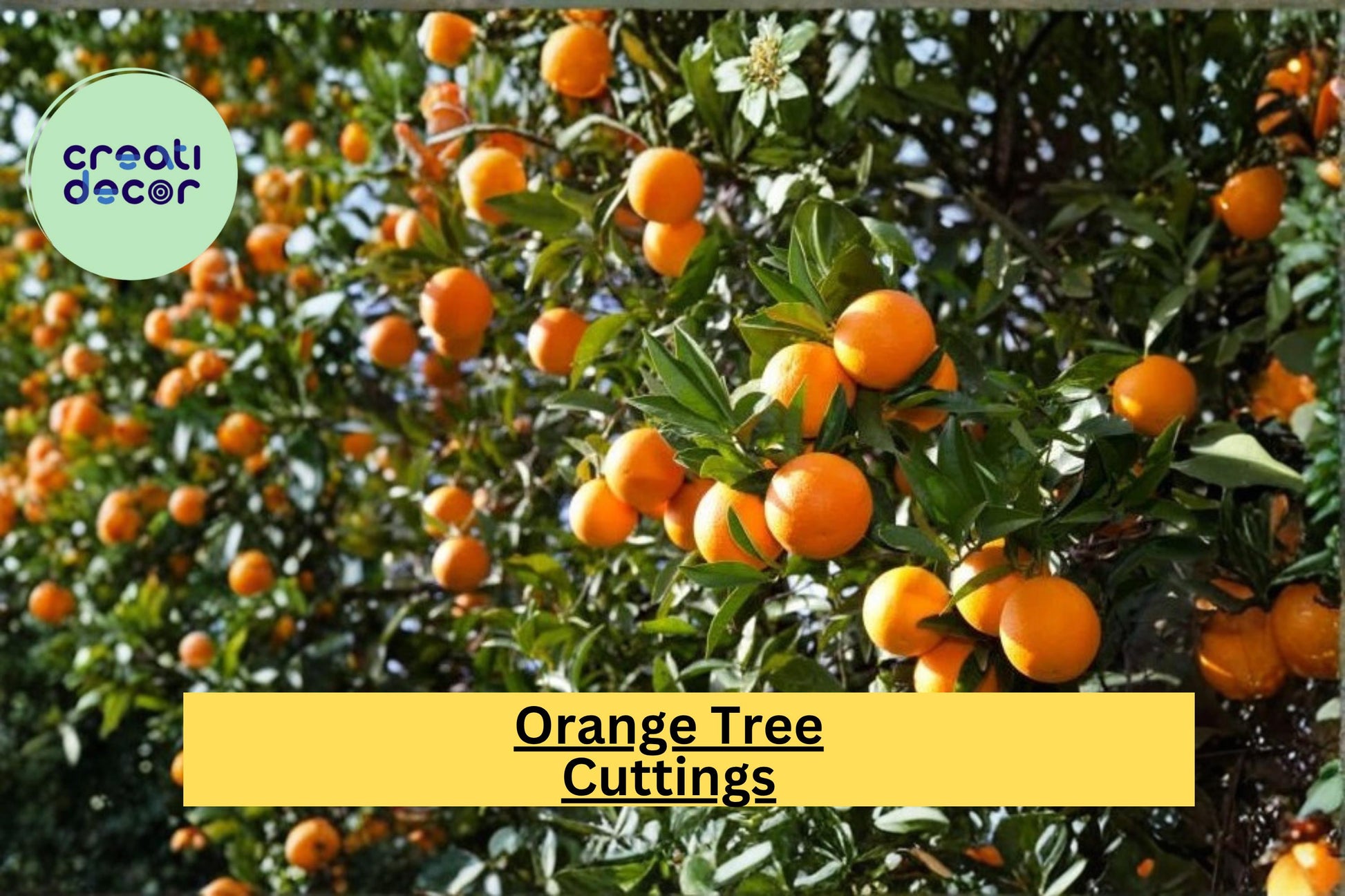 Orange Tree Scion Cuttings – Grafting Propagation Wood for Citrus Fruit Tree, 6–8 Inches, Citrus spp.