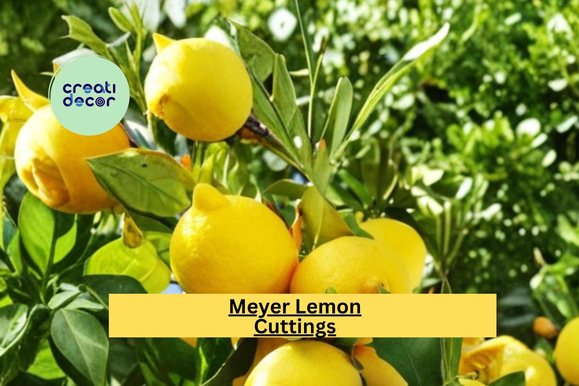 Organic Meyer Lemon Tree Scion Cuttings – 4–6 Inches for Grafting & Rooting, Citrus × meyeri Propagation Wood