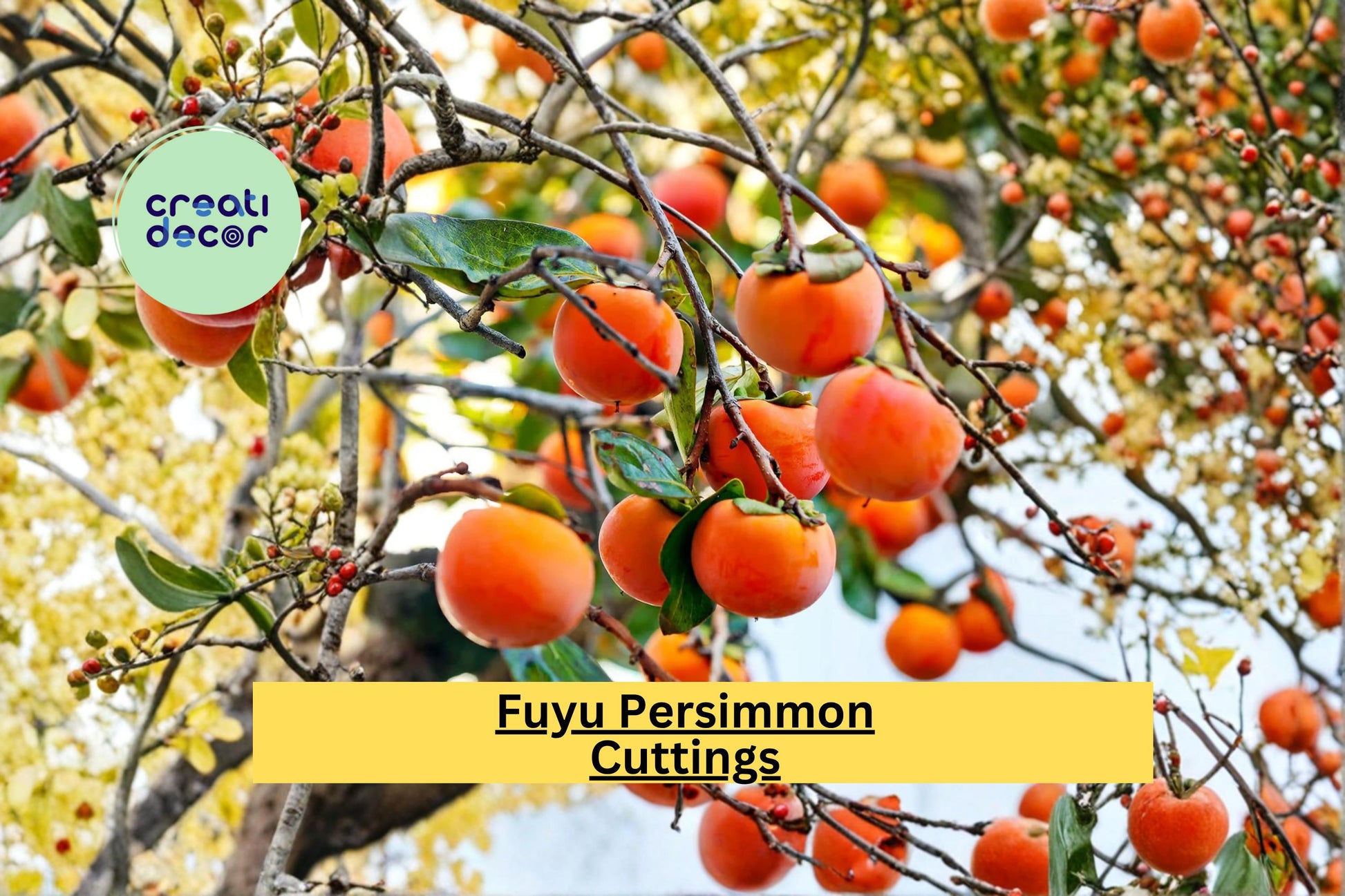 Japanese Fuyu Persimmon Scion Cuttings – Grafting Fruit Tree Propagation – Diospyros kaki