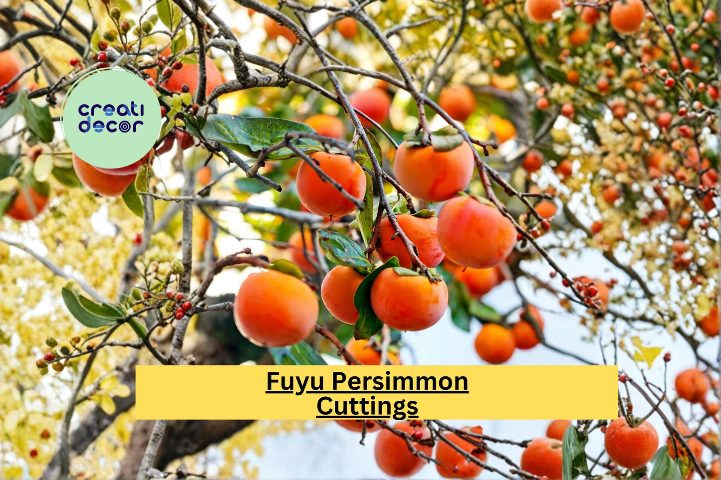 Organic Fuyu Persimmon Scion Cuttings – Grafting Fruit Tree Propagation Wood – Diospyros kaki