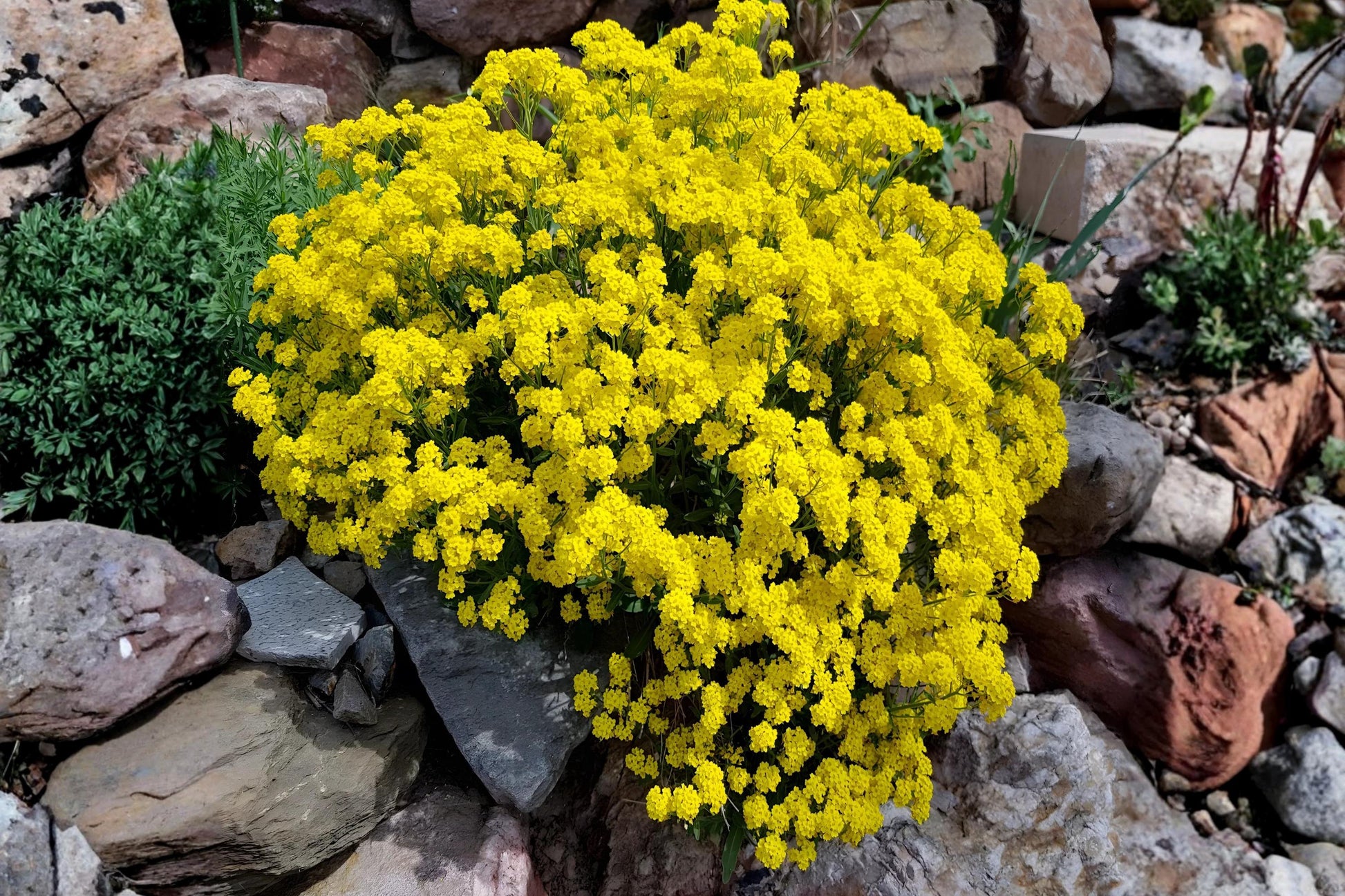 Basket of Gold Seeds (Alyssum saxatile) - Bright Yellow Perennial for Borders, Rock Gardens & Ground Cover