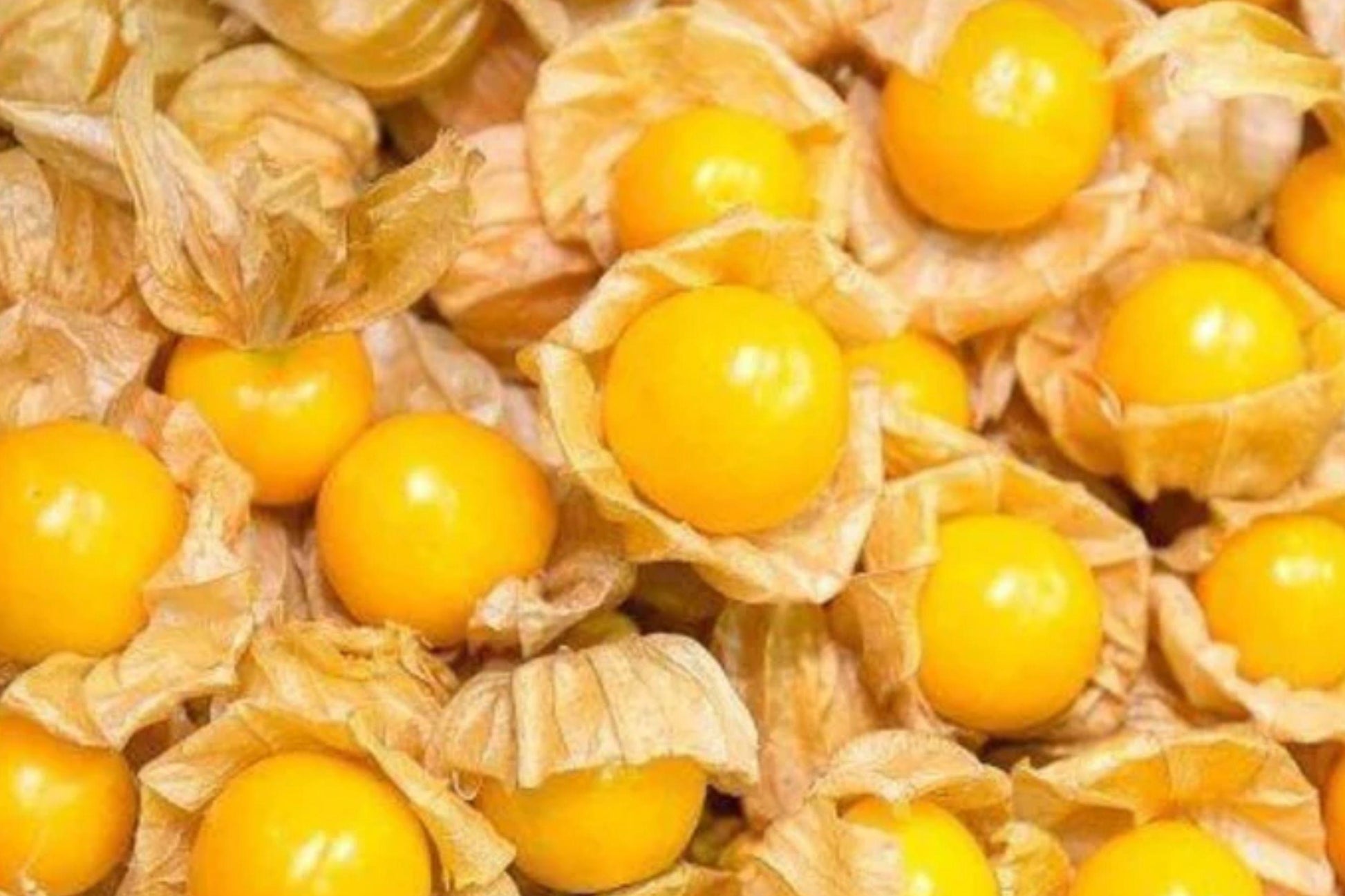 Cape Gooseberry Seeds | Heirloom Ground Cherry | Physalis Peruviana Exotic Berry Planting | Tropical Fruit Seeds
