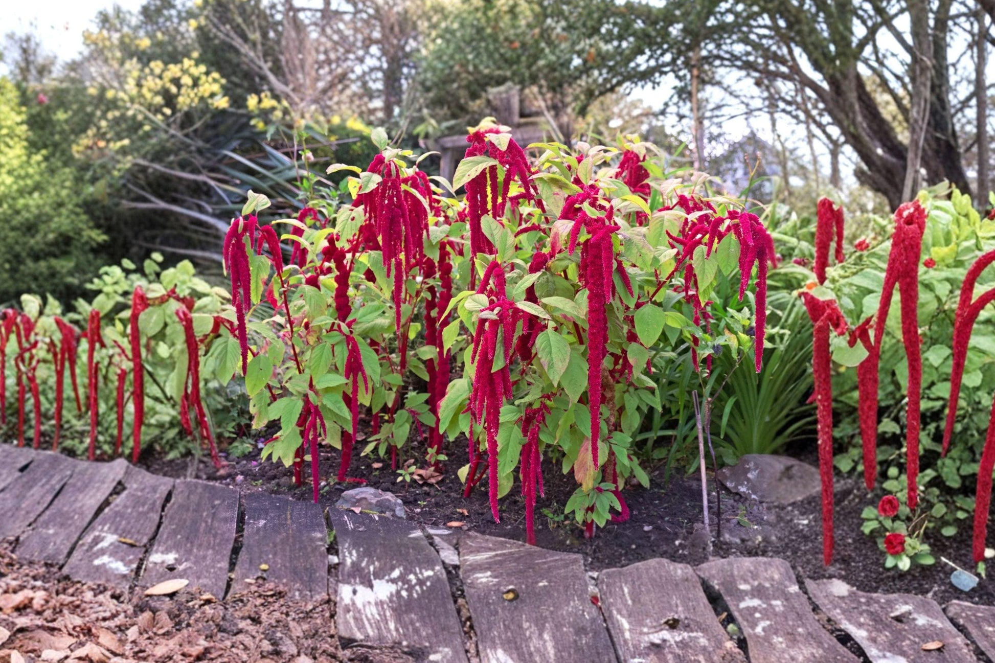 Love Lies Bleeding Amaranthus Seeds – Heirloom Red Tassel Flower Garden Plant, Drought Tolerant, Long Cascading Blooms, Non-GMO, 2500+ Seeds