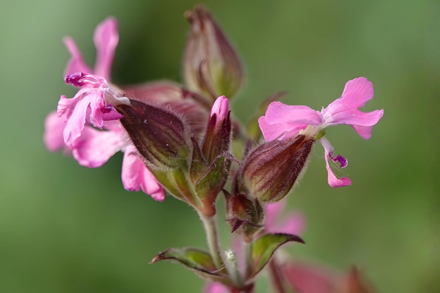 Nodding Catchfly Seeds (Silene pendula) – 100 Pack, Pink Blooms, Easy to Grow, Cottage Garden, Border, Container Planting