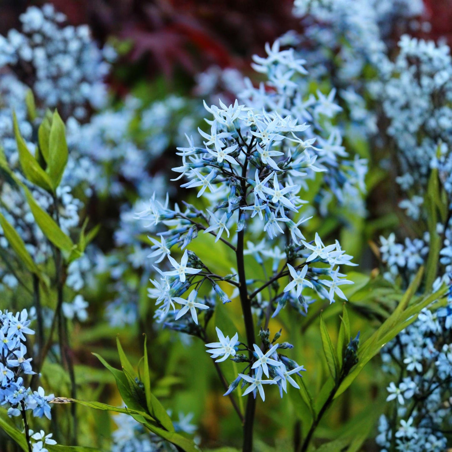 Ozark Bluestar Seeds, 10 Native Perennial Blue Star Flowers, Amsonia illustris, Pollinator Garden, 2–3 ft Tall