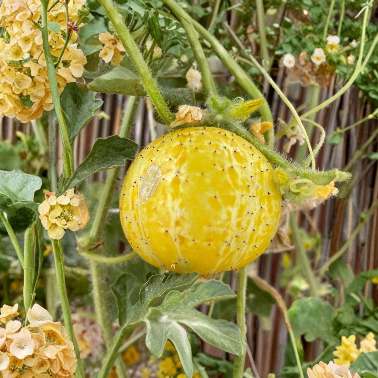 Lemon Cucumber Seeds, Round Yellow Slicing & Pickling Vegetable, Cucumis sativus, 35 Seeds