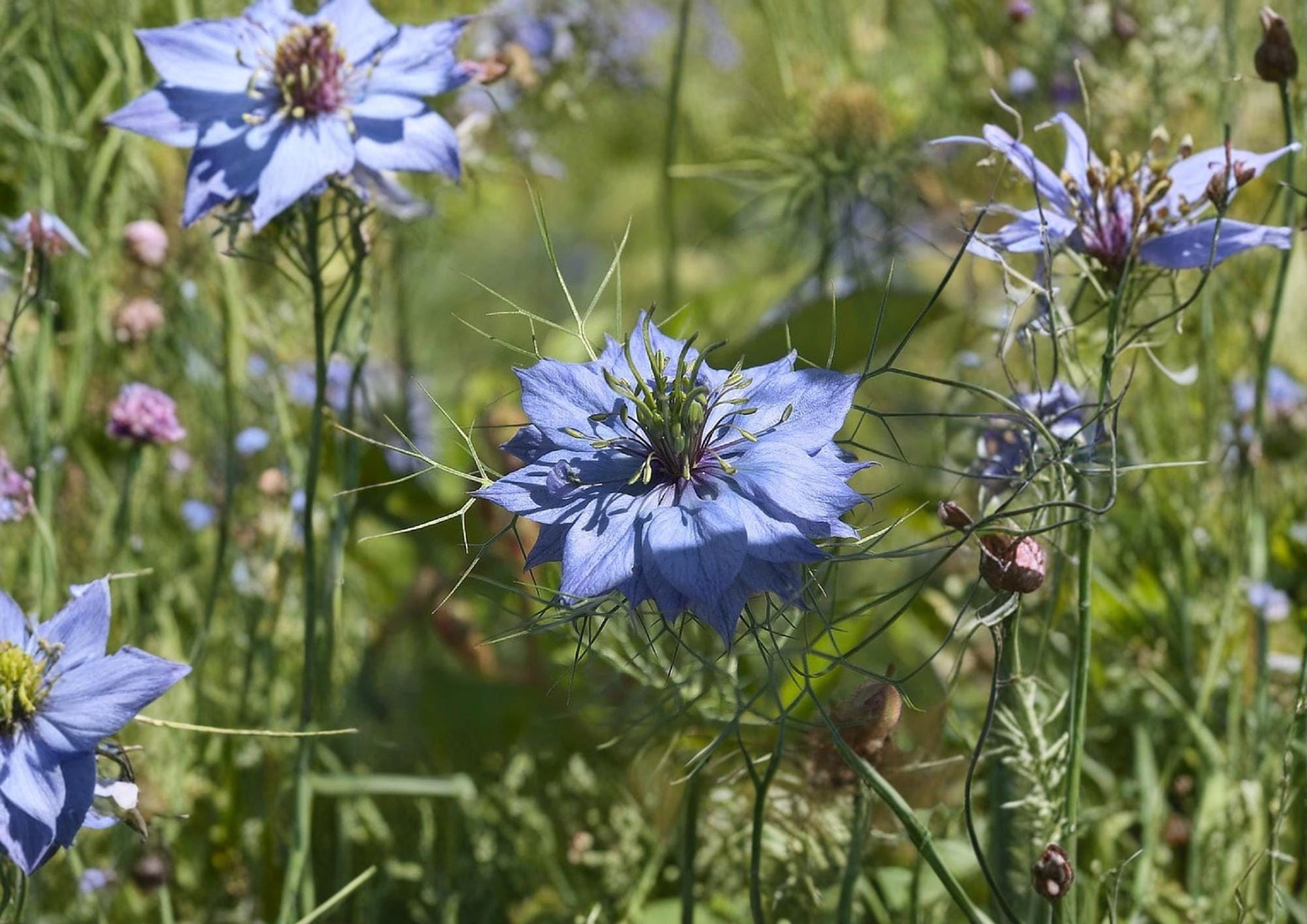 Black Cumin Seeds Nigella sativa Heirloom Non-GMO Culinary Spice Herb Garden Planting Seeds