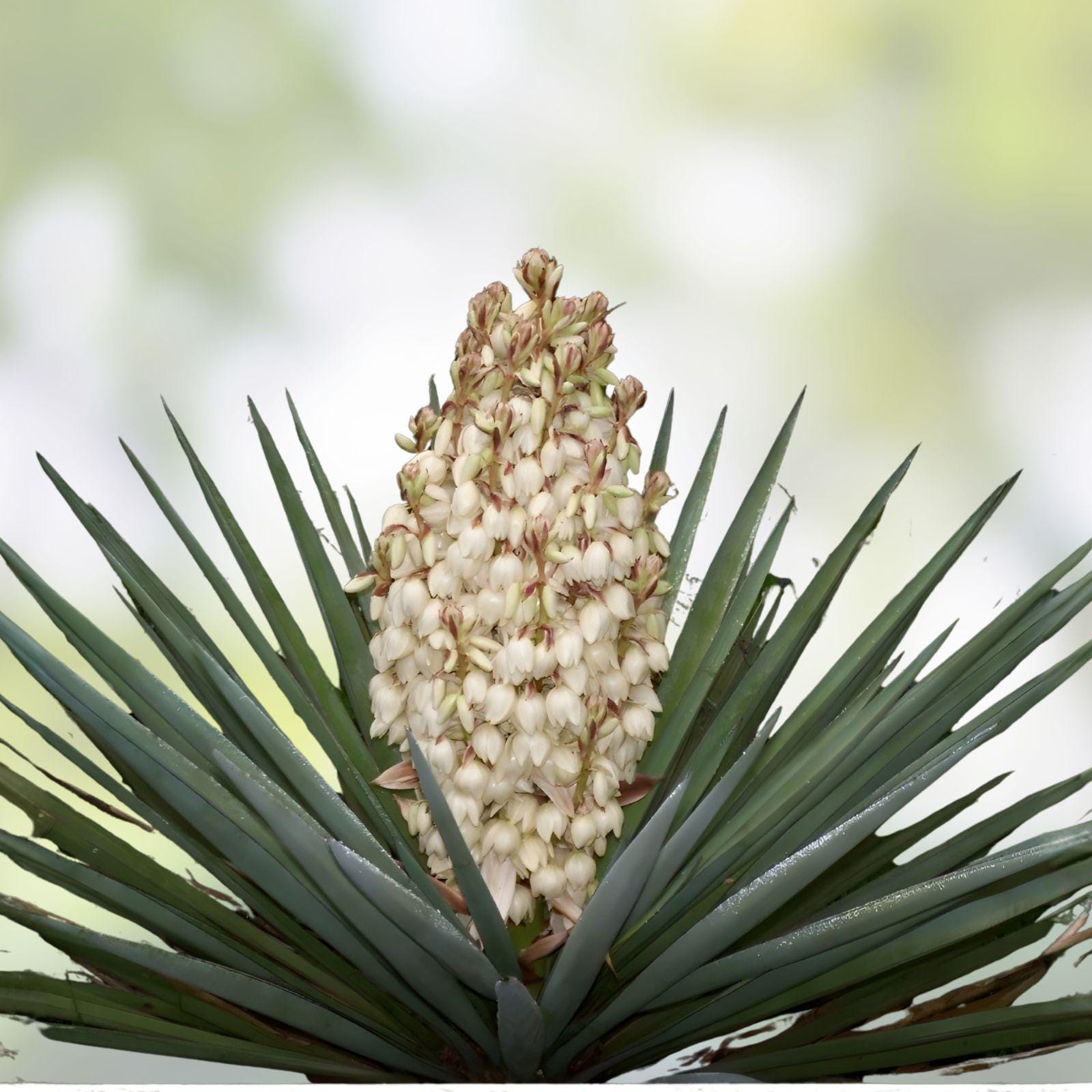 Mature Yucca Plant Bare Root – Adam’s Needle, Evergreen, Drought-Tolerant, Architectural Landscape Plant, Yucca filamentosa