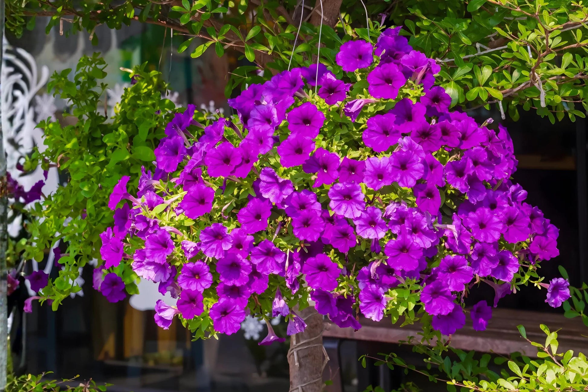 Wild Petunia Seeds - 100 Petunia violacea Native Seeds for Borders, Containers & Pollinator Gardens