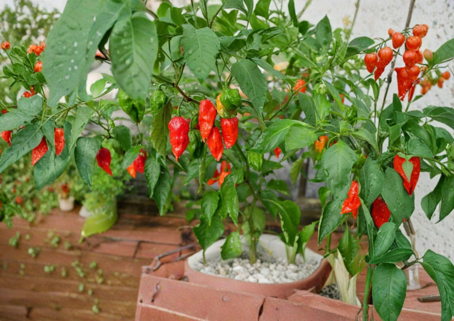 25+ Ghost Pepper Seeds, Bhut Jolokia, Extremely Hot Chili, Non-GMO Heirloom, Super Hot Pepper Seeds for Spicy Garden