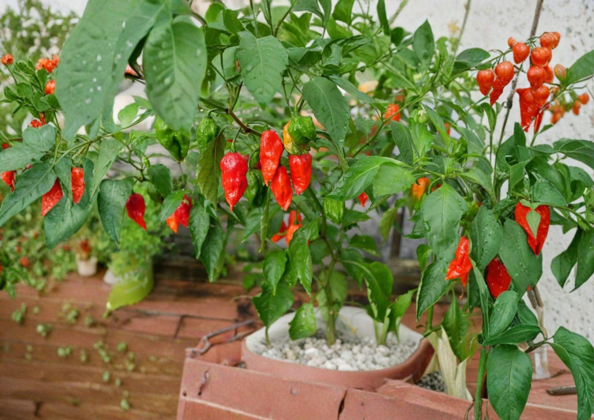 25+ Ghost Pepper Seeds, Bhut Jolokia, Extremely Hot Chili, Non-GMO Heirloom, Super Hot Pepper Seeds for Spicy Garden