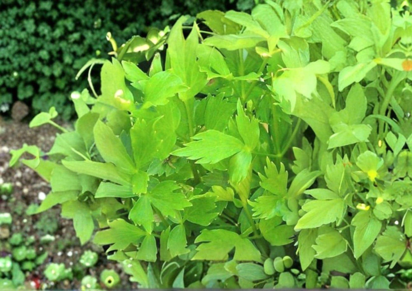 Lovage Seeds 200+ Non-GMO Heirloom Perennial Culinary Herb Levisticum officinale