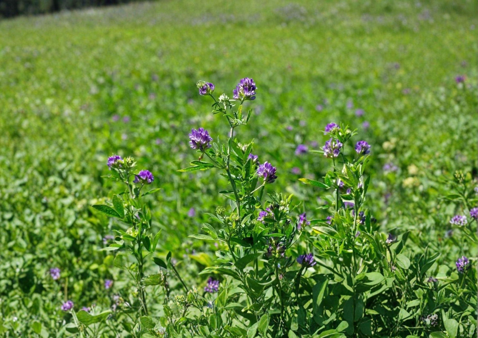 Alfalfa Seeds Non-GMO Heirloom Cover Crop Medicago sativa Pollinator Friendly Forage Plant
