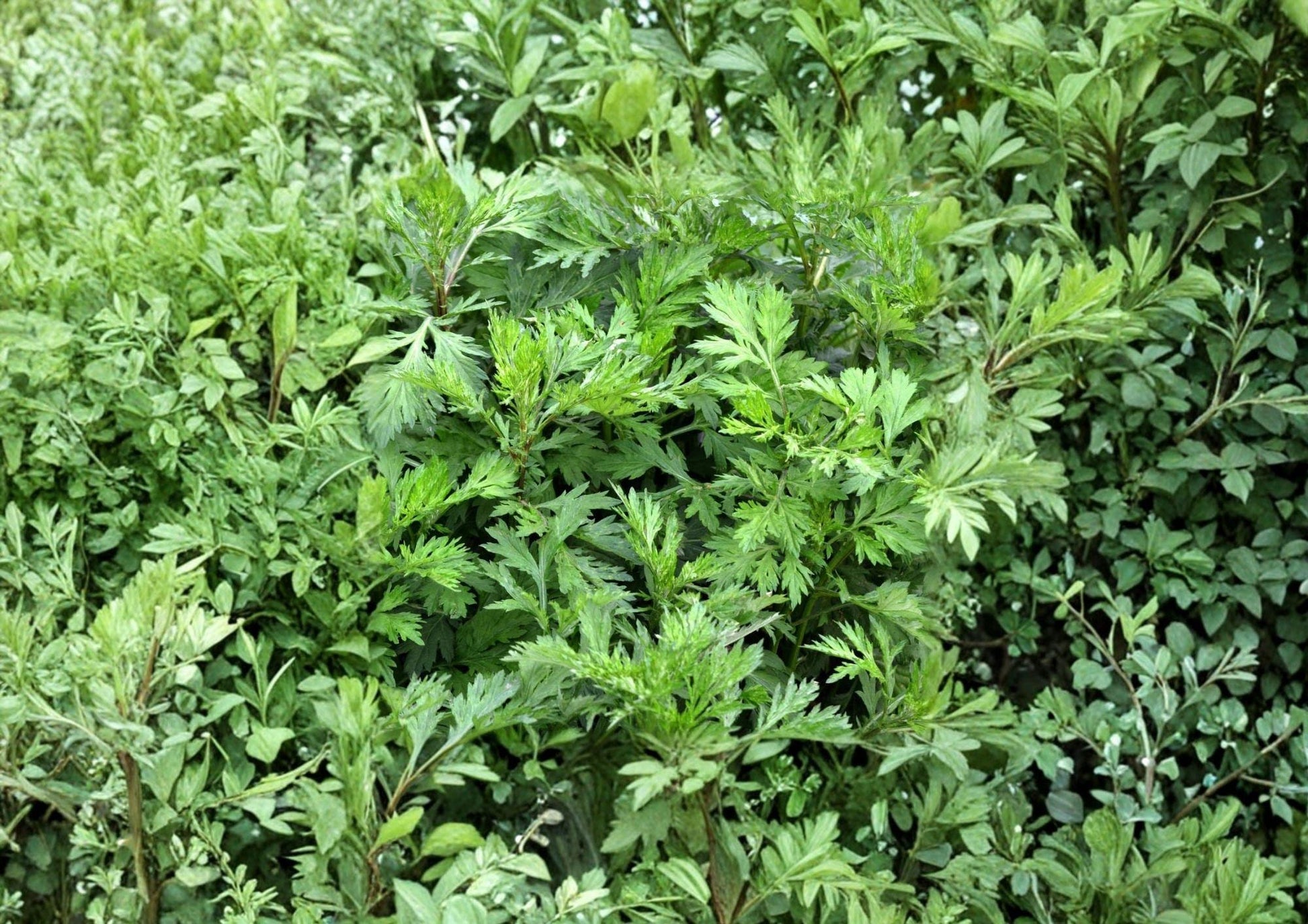 Mugwort Seeds, Artemisia vulgaris, Heirloom Non-GMO Perennial Herb for Culinary & Medicinal Gardens