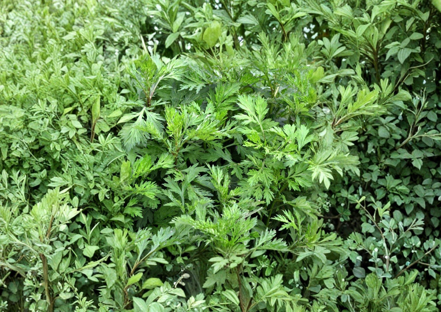 Mugwort Seeds, Heirloom Non-GMO Artemisia vulgaris, Perennial Culinary & Medicinal Herb, Herb Garden Planting Seeds