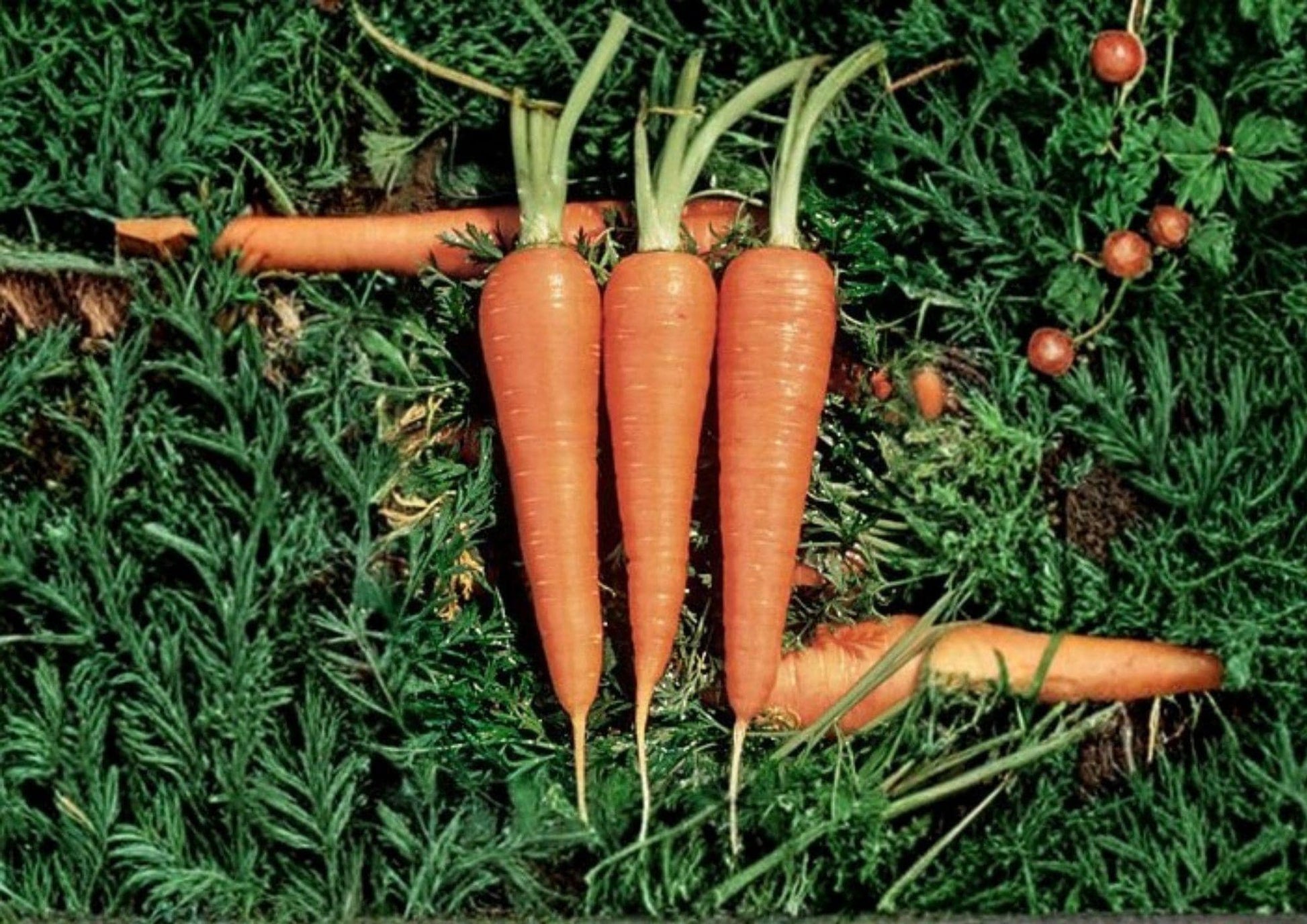 1000 Danvers 126 Carrot Seeds, Heirloom Non-GMO Vegetable Seeds, Sweet Root Carrots for Home Garden, Organic Daucus Carota