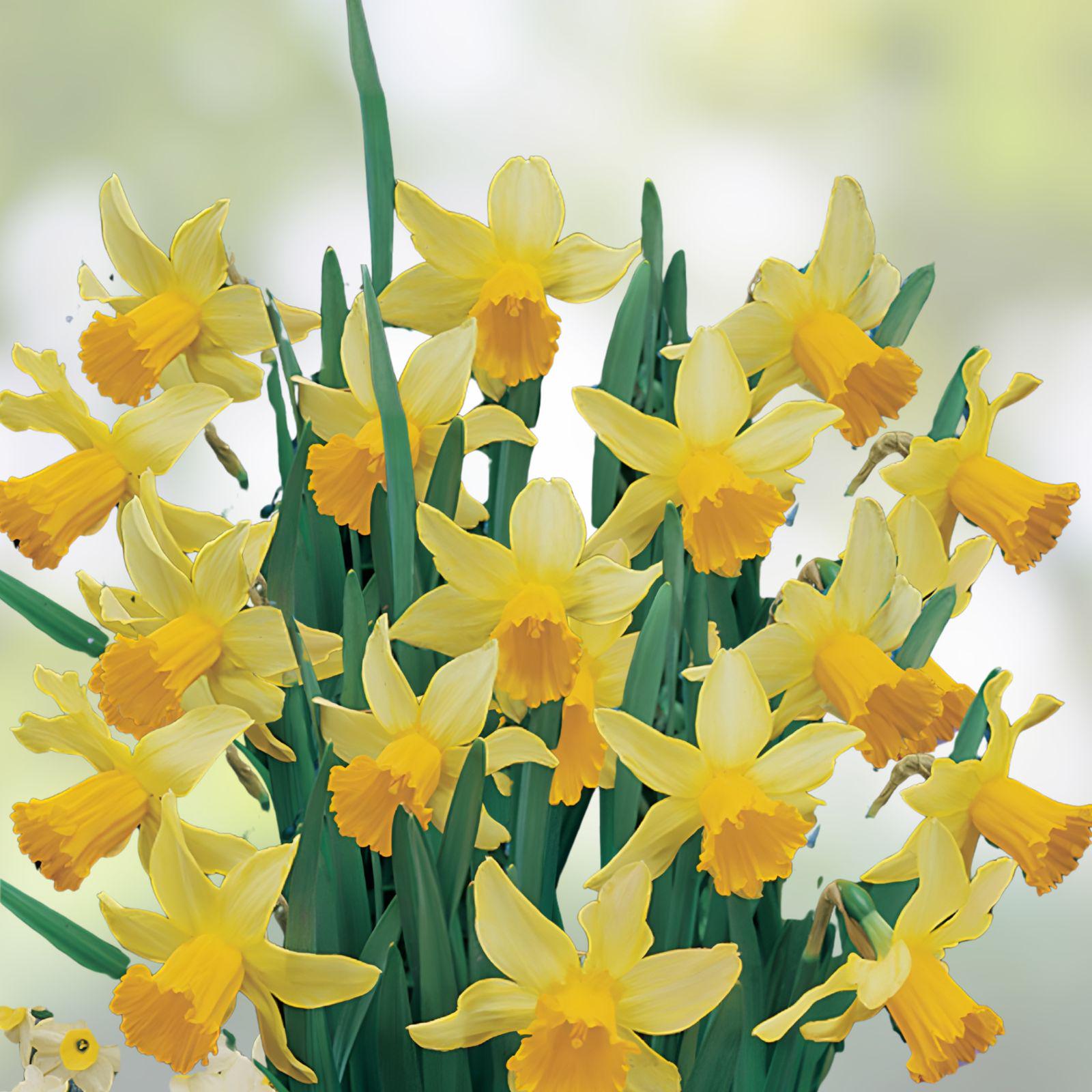 February Gold Daffodil Bulbs – Early Spring Blooming Narcissus ‘February Gold’ – 20 Live Bulbs for Garden Naturalizing