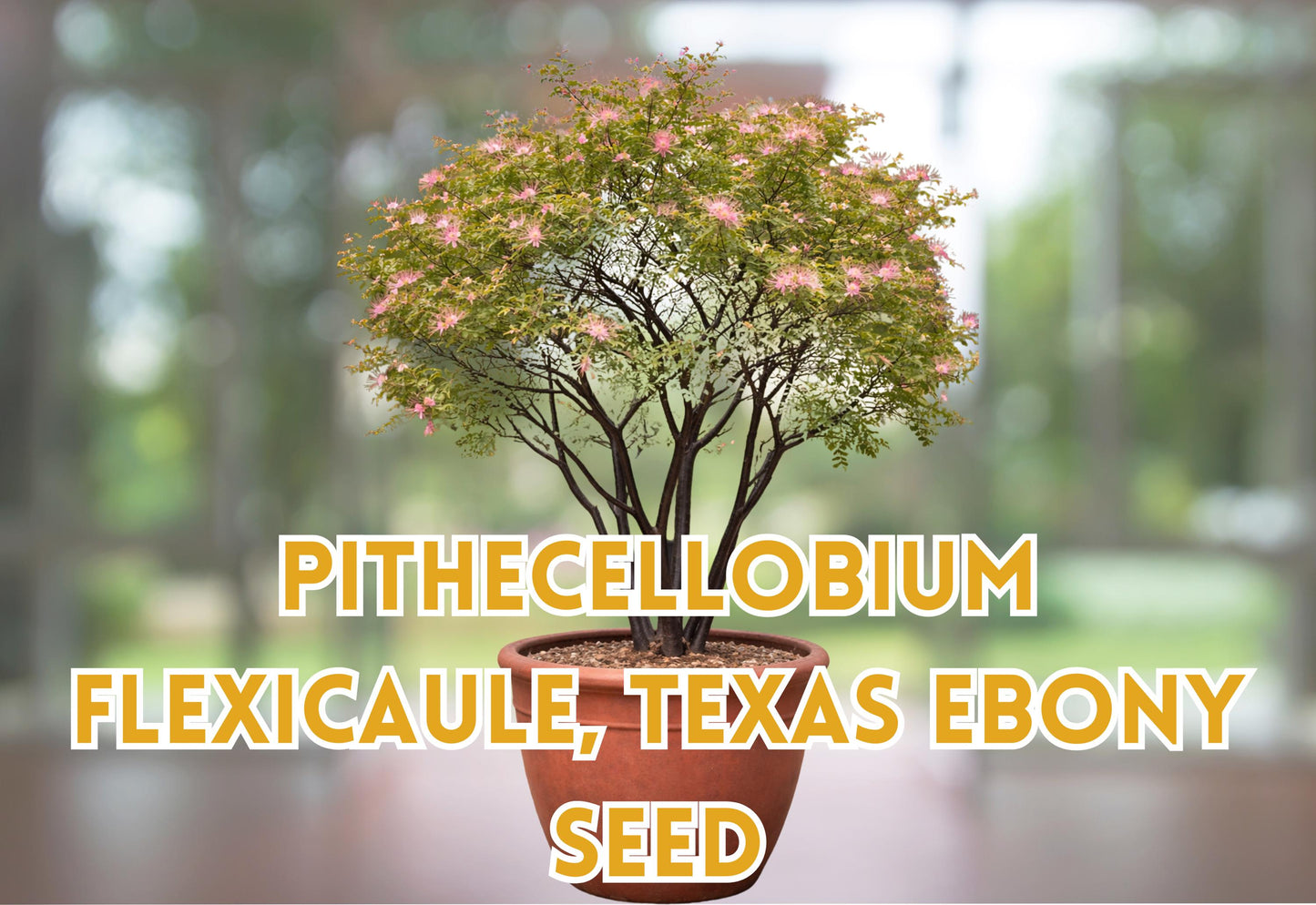 Texas Ebony Seeds, Drought Tolerant Ornamental Bonsai Starter, Pithecellobium flexicaule, Well-Draining Soil, Full Sun