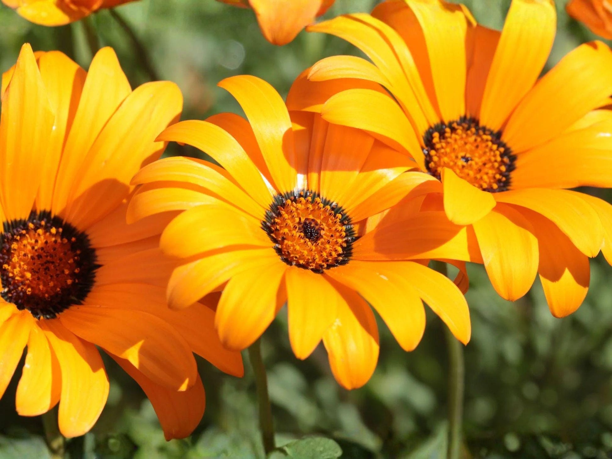 African Daisy Seeds - Heirloom Non-GMO Dimorphotheca sinuata Flower Garden Seeds for Bright Color and Easy Growth