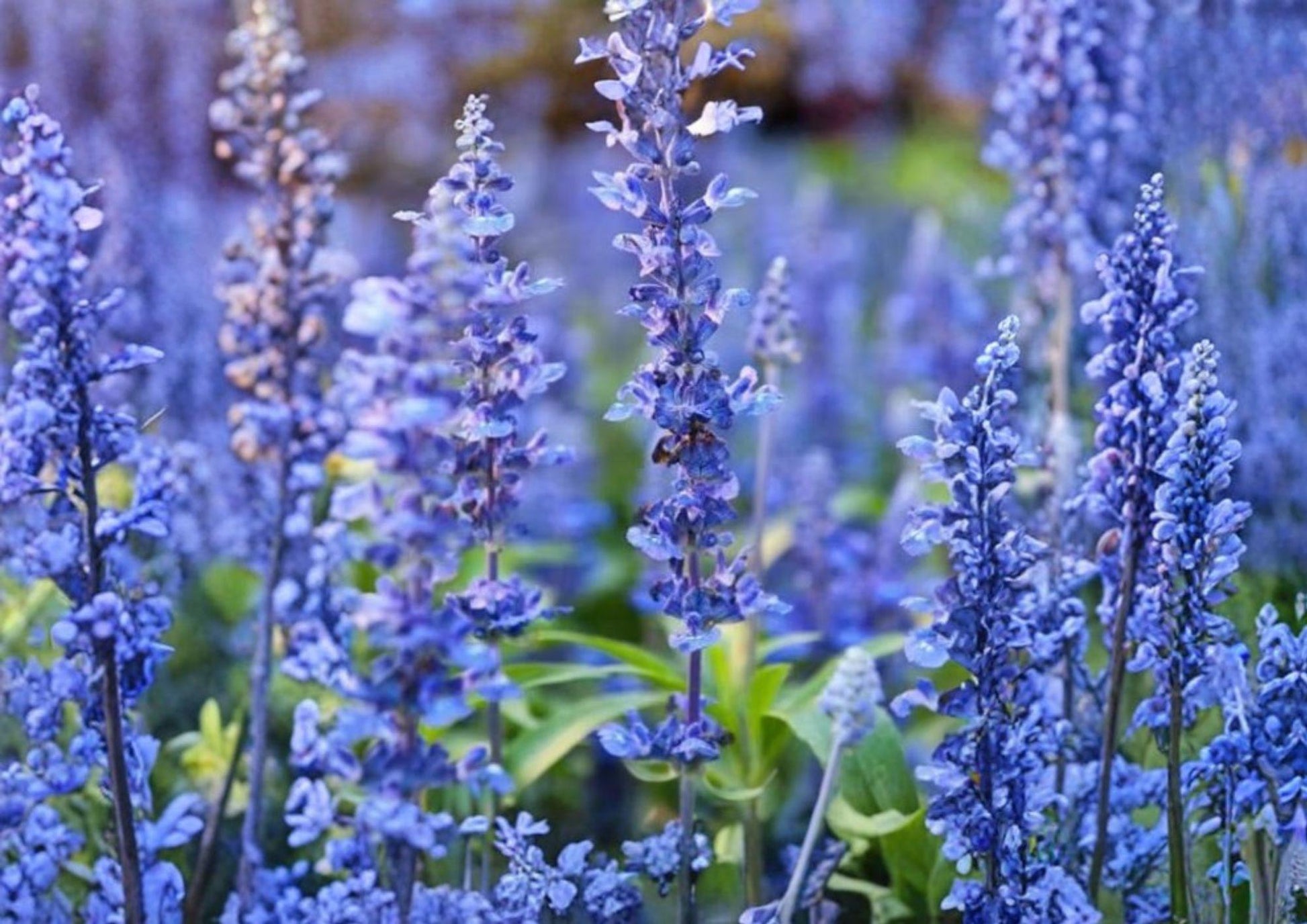 Hyssop Seeds, Heirloom Non-GMO, Pollinator & Hummingbird Attractant, Perennial Medicinal Herb, Hyssopus officinalis, 800+ Seeds