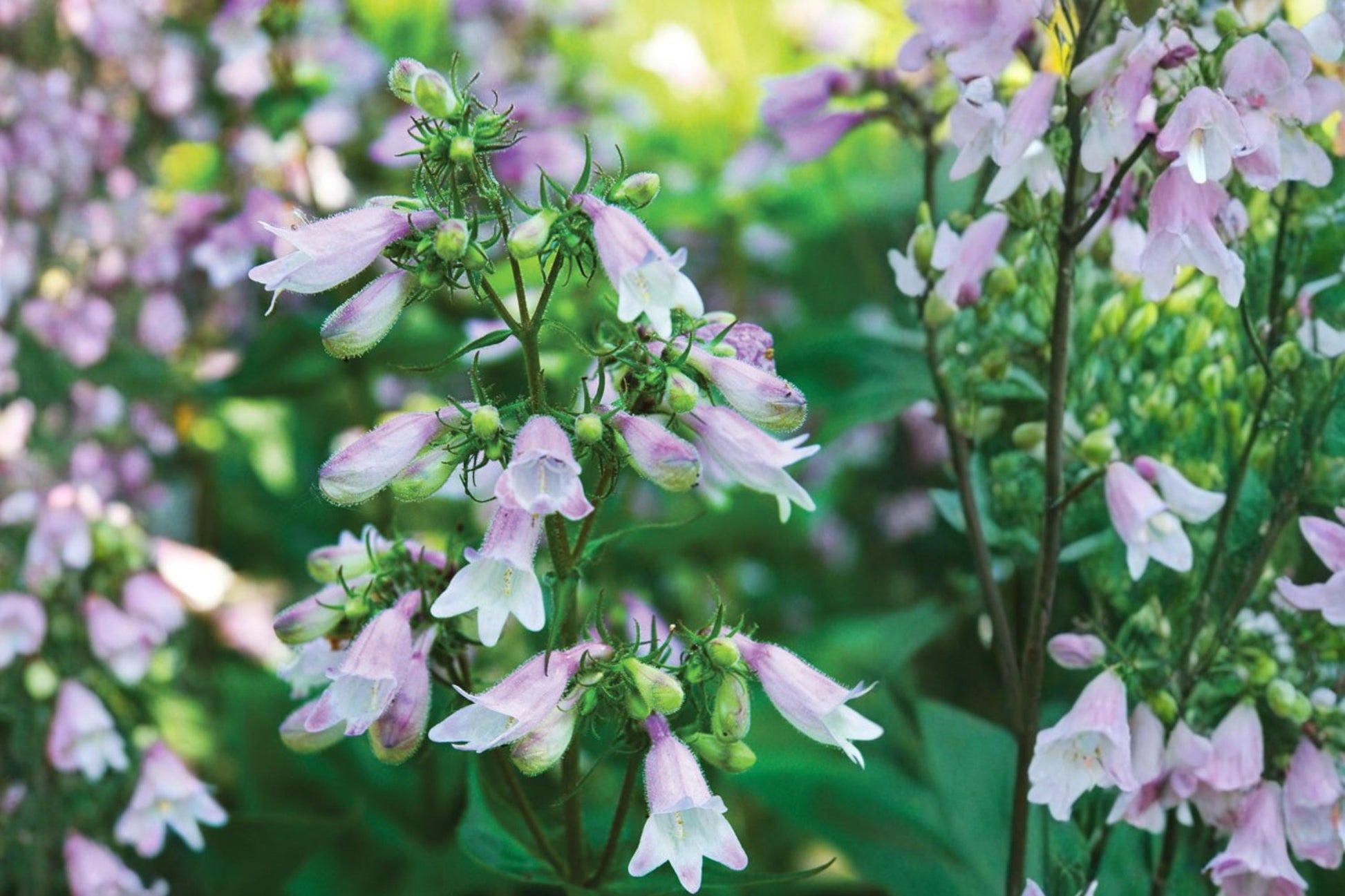 Calico Beardtongue Seeds – Penstemon calycosus, Pink to Lavender Tubular Flowers, Native Perennial for Wildflower Gardens