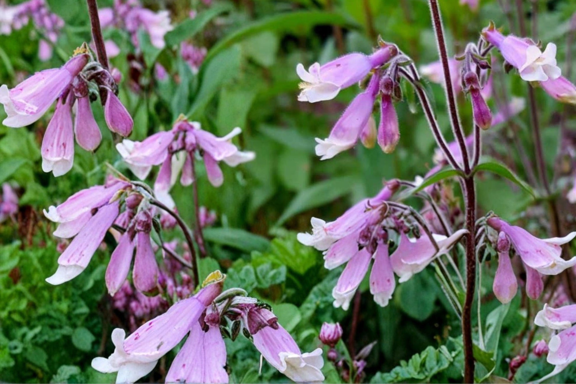 Hairy Beardtongue Seeds – Penstemon hirsutus, Lavender to Pale Purple Tubular Flowers, Native Perennial for Wildflower Gardens