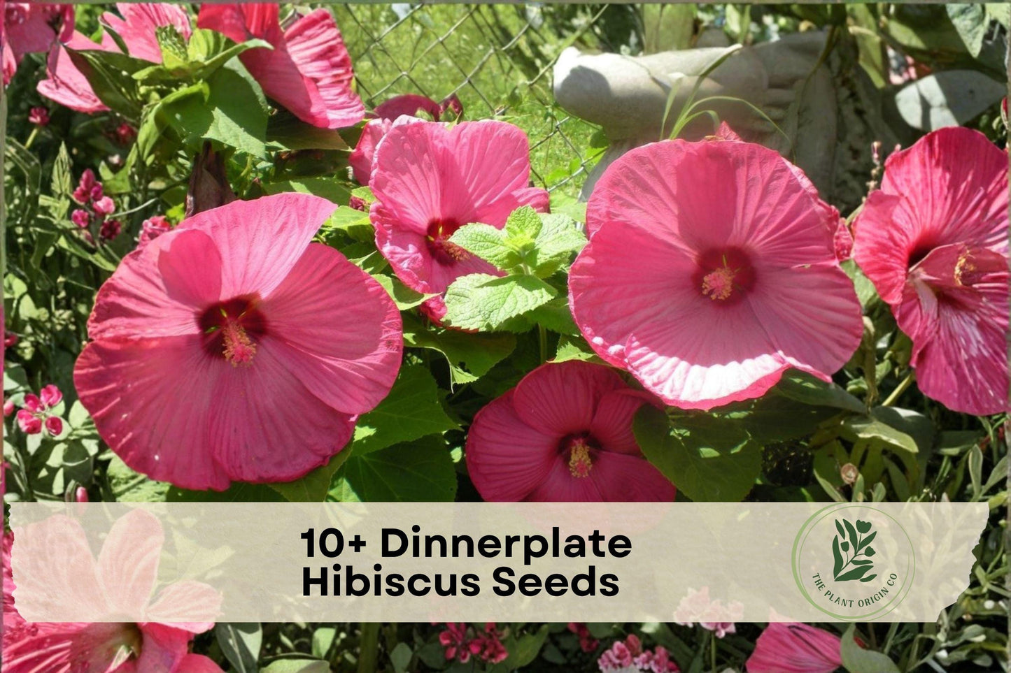 Dinnerplate Hibiscus Seeds - Large Showy Flowers, Mixed Colors, Tropical Perennial, Hibiscus spp.