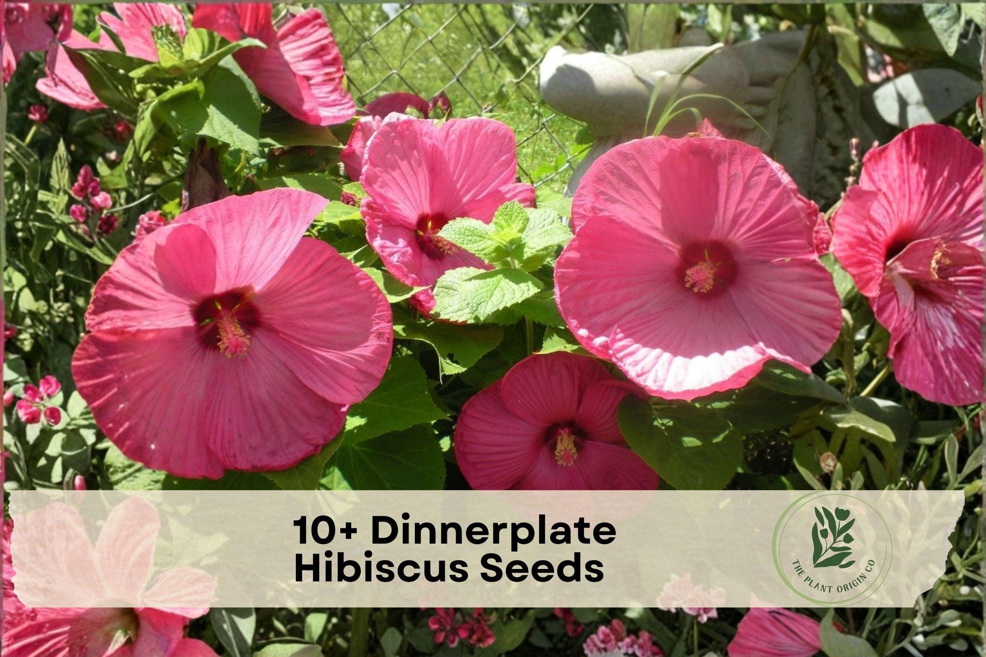 Dinnerplate Hibiscus Seeds - Large Showy Flowers, Mixed Colors, Tropical Perennial, Hibiscus spp.