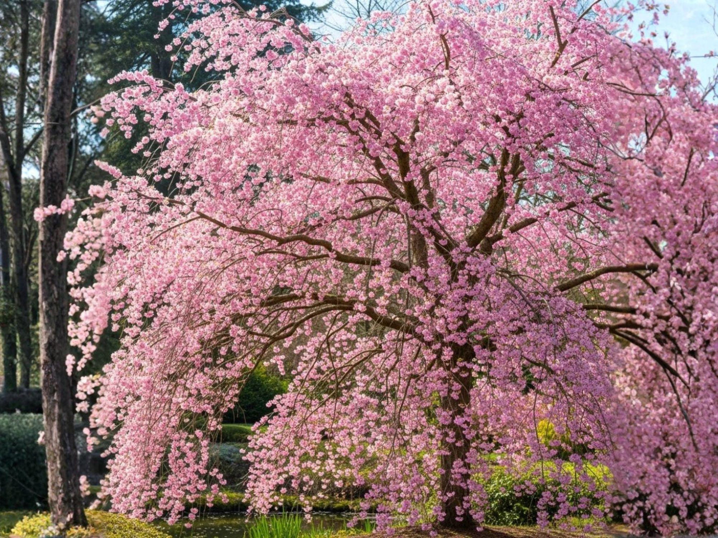 Autumnalis Cherry Tree Bare Root 2 ft, Pink Double Bloom, Ornamental Prunus subhirtella ‘Autumnalis’ for Garden Landscape
