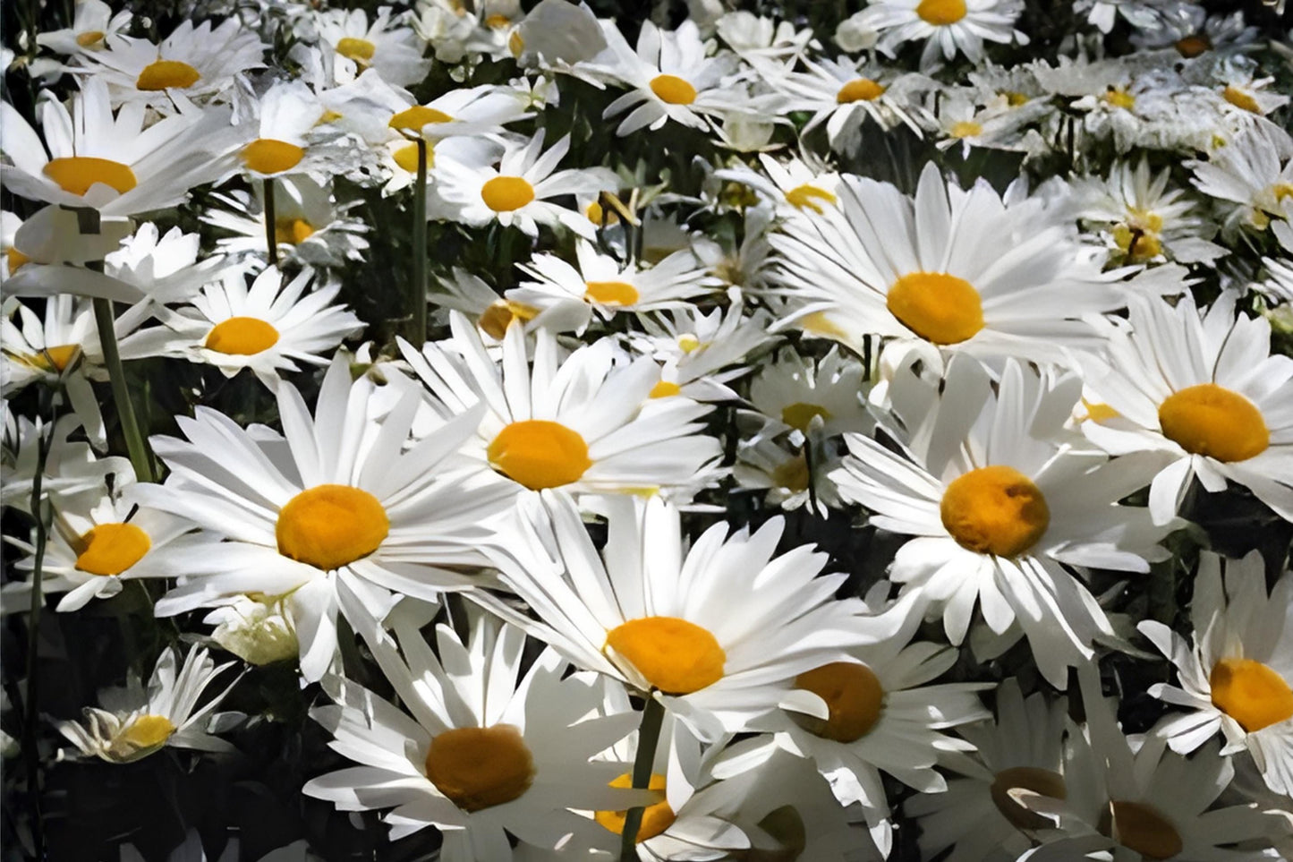Shasta Daisy Seeds - White Flower Seeds for Borders, Cut Flowers, Cottage Gardens - Chrysanthemum maximum (100 Seeds)