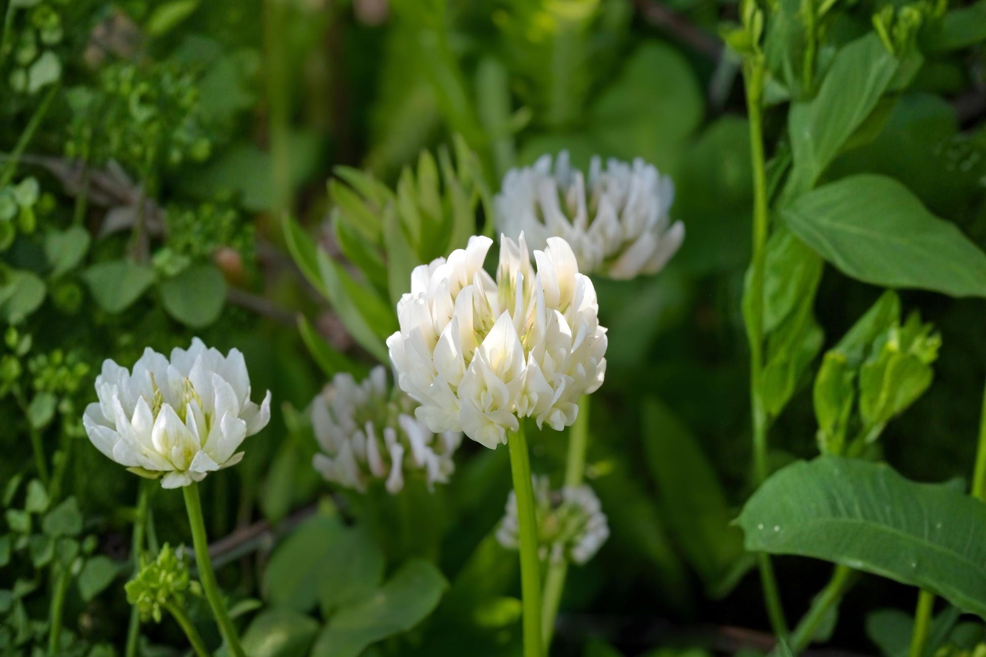 Berseem Clover Seeds 100 Pack | Egyptian Trifolium alexandrinum Forage Cover Crop & Soil Fertilizer