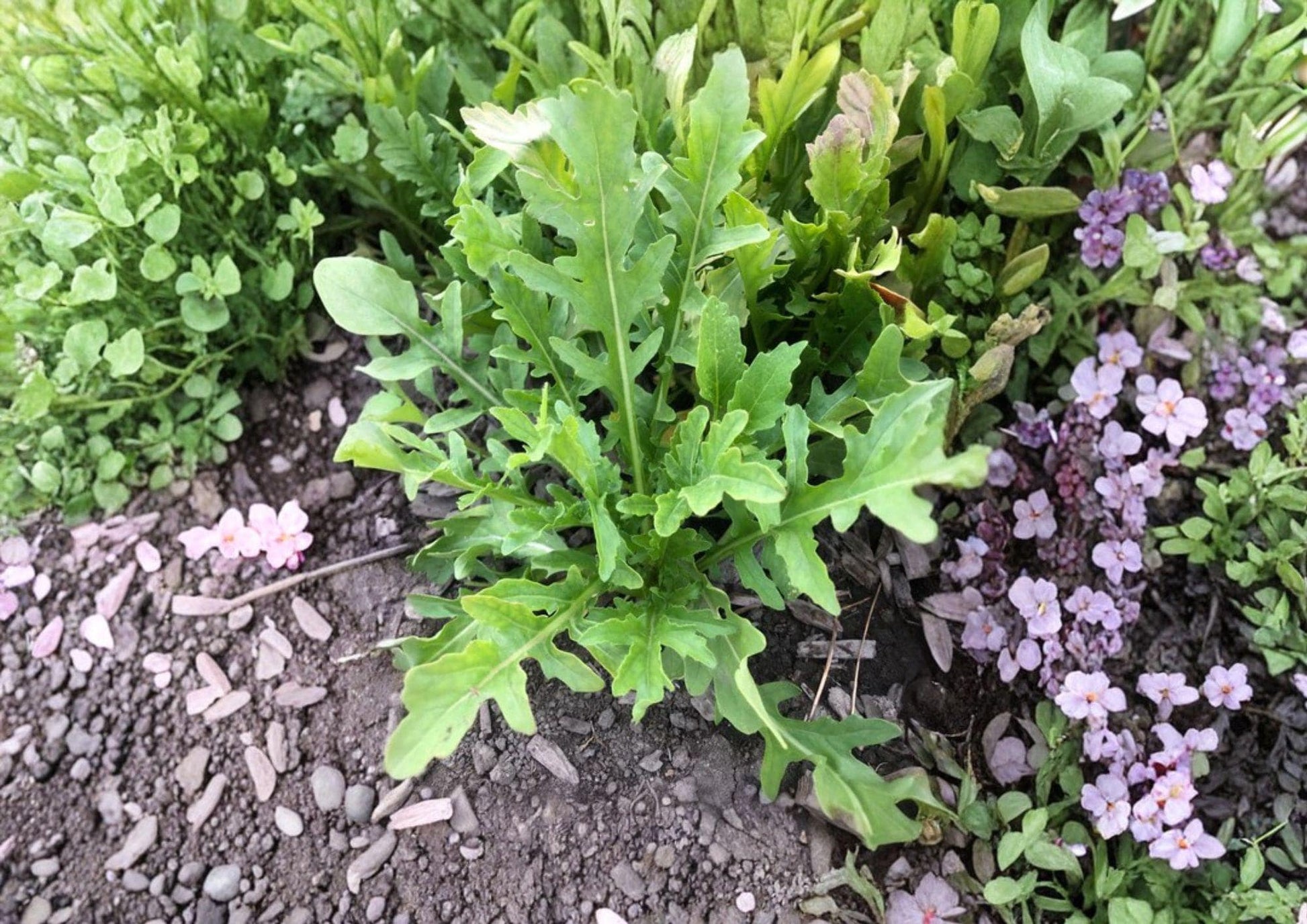 Organic Arugula Seeds - Heirloom Non-GMO Eruca sativa for Salad Greens, Peppery Leafy Green, Fast Growing Garden Seeds