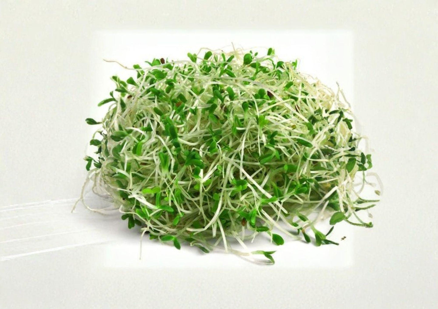 Organic Alfalfa Sprouting Seeds 1500+ Medicago sativa Microgreens for Home Garden, Non-GMO, Healthy Salad Superfood Seeds