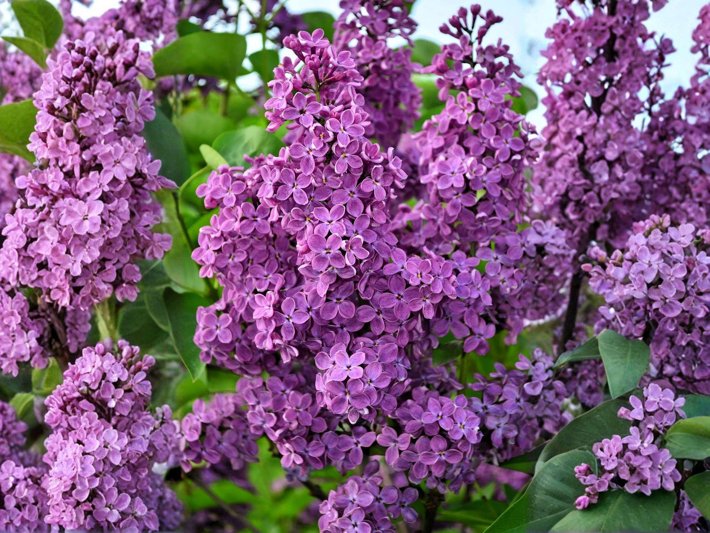 Old Fashioned Lilac Shrubs, Fragrant Purple Blooms, Syringa vulgaris, Cottage Garden Plants, Bare Root, 2 Pack