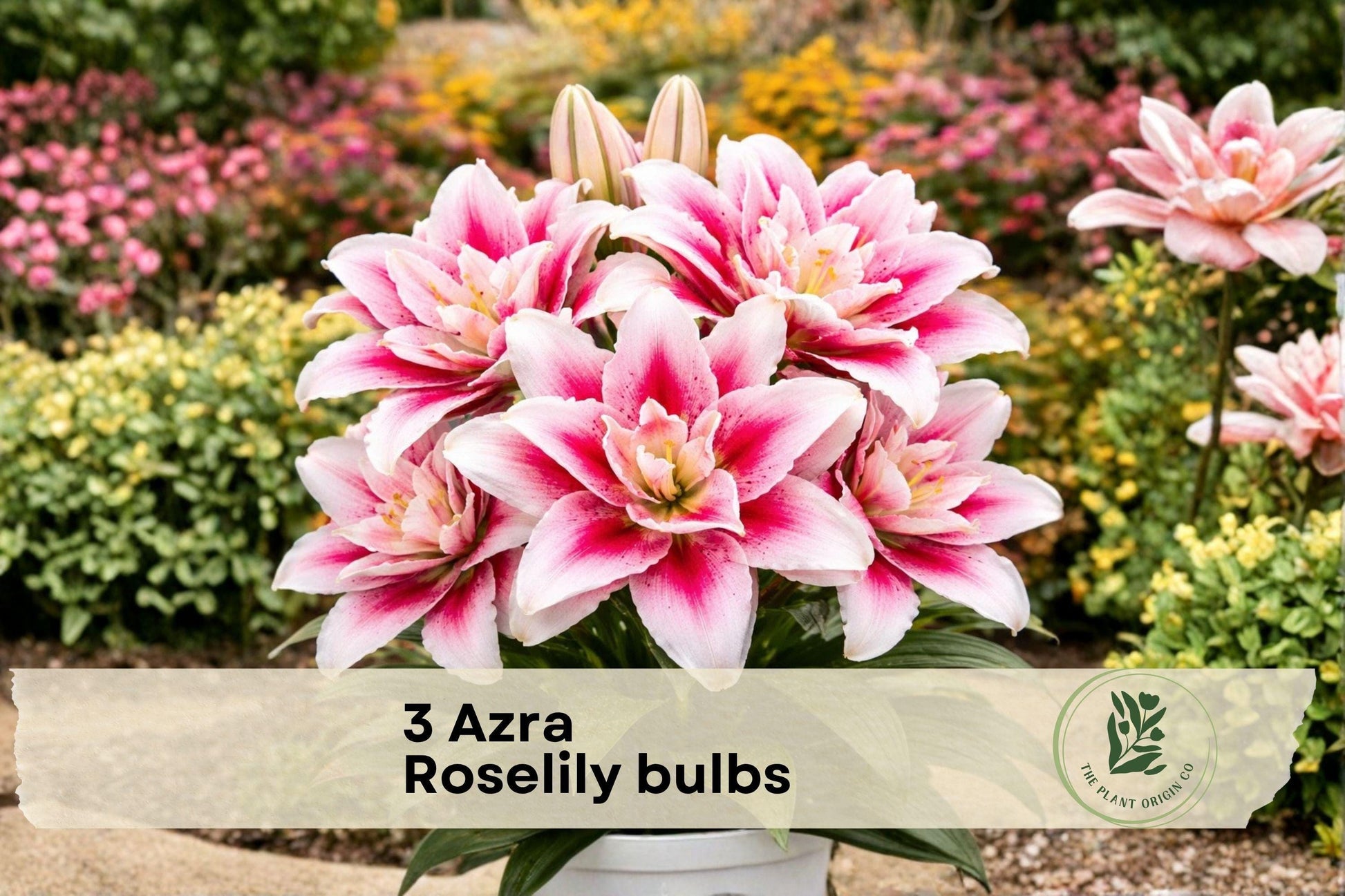 Azra Roselily Double Pink Oriental Lily Bulbs - Pollen-Free, Perennial Flower Bulbs for Garden Beds and Borders