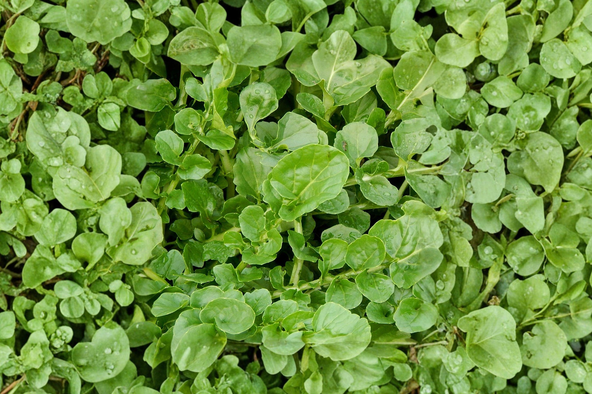 Organic Watercress Seeds - True Heirloom Aquatic Herb for Salad and Garnish, 300+ Non-GMO Seeds