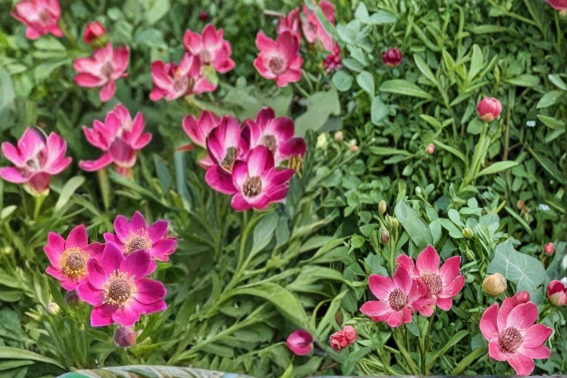 Windflower Seeds – Anemone multifida Herbaceous Perennial with White to Red Flowers, 100 Seeds