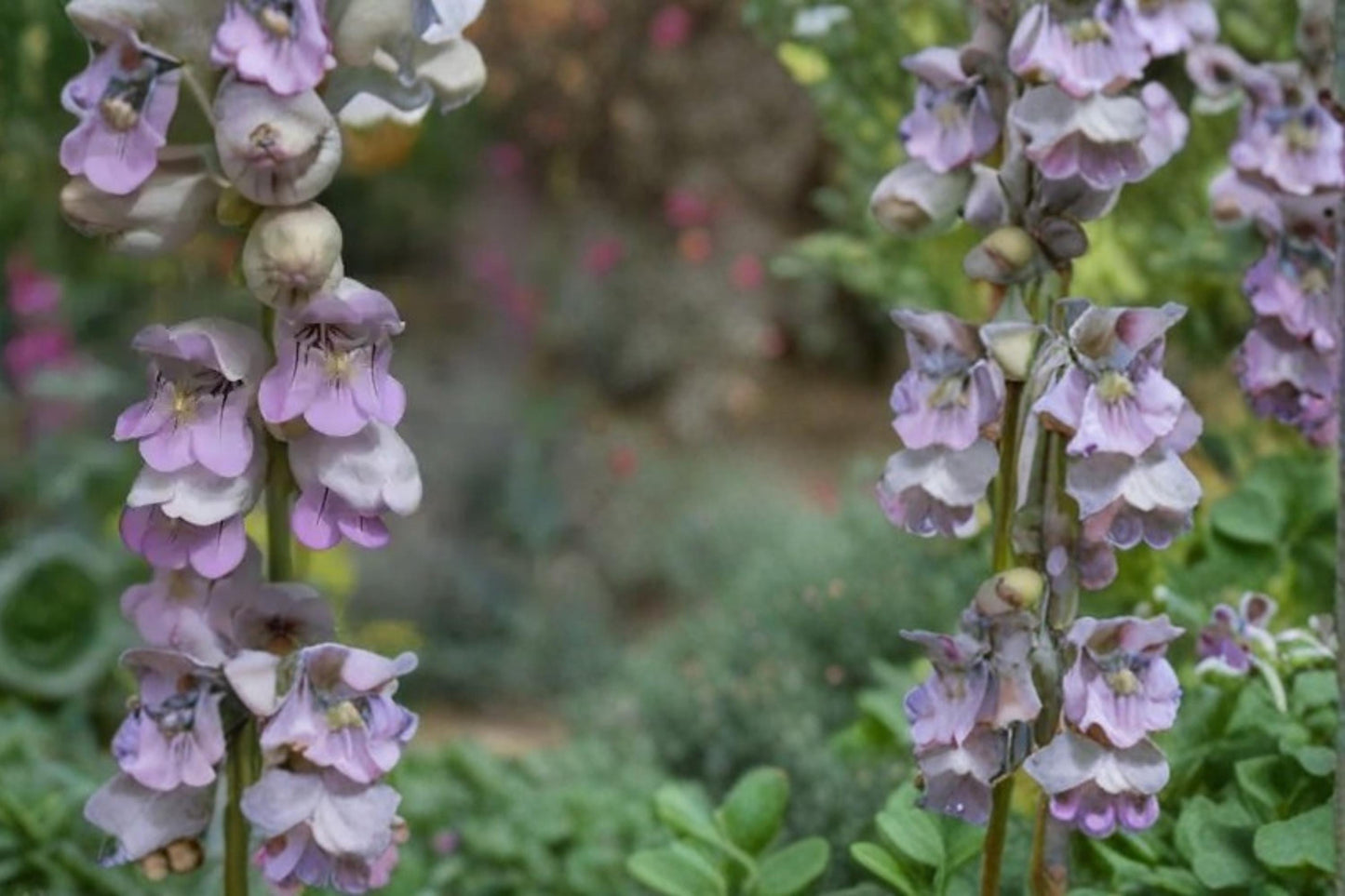 Palmer Penstemon Seeds – Penstemon palmeri Herbaceous Perennial with Pale Pink to Lavender Tubular Flowers, Drought Tolerant Xeriscape Plant