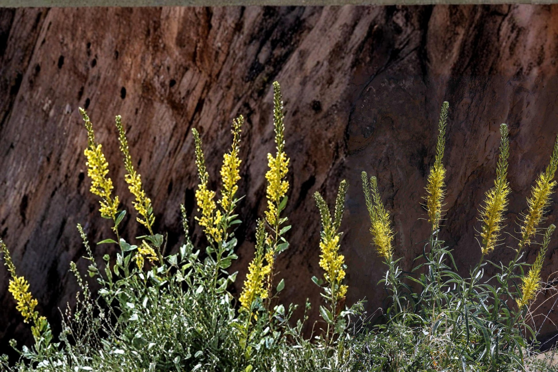 Prince's Plume Seeds – Herbaceous Perennial, Bright Yellow Flowers, Drought Tolerant, Stanleya pinnata, Xeriscape Plant