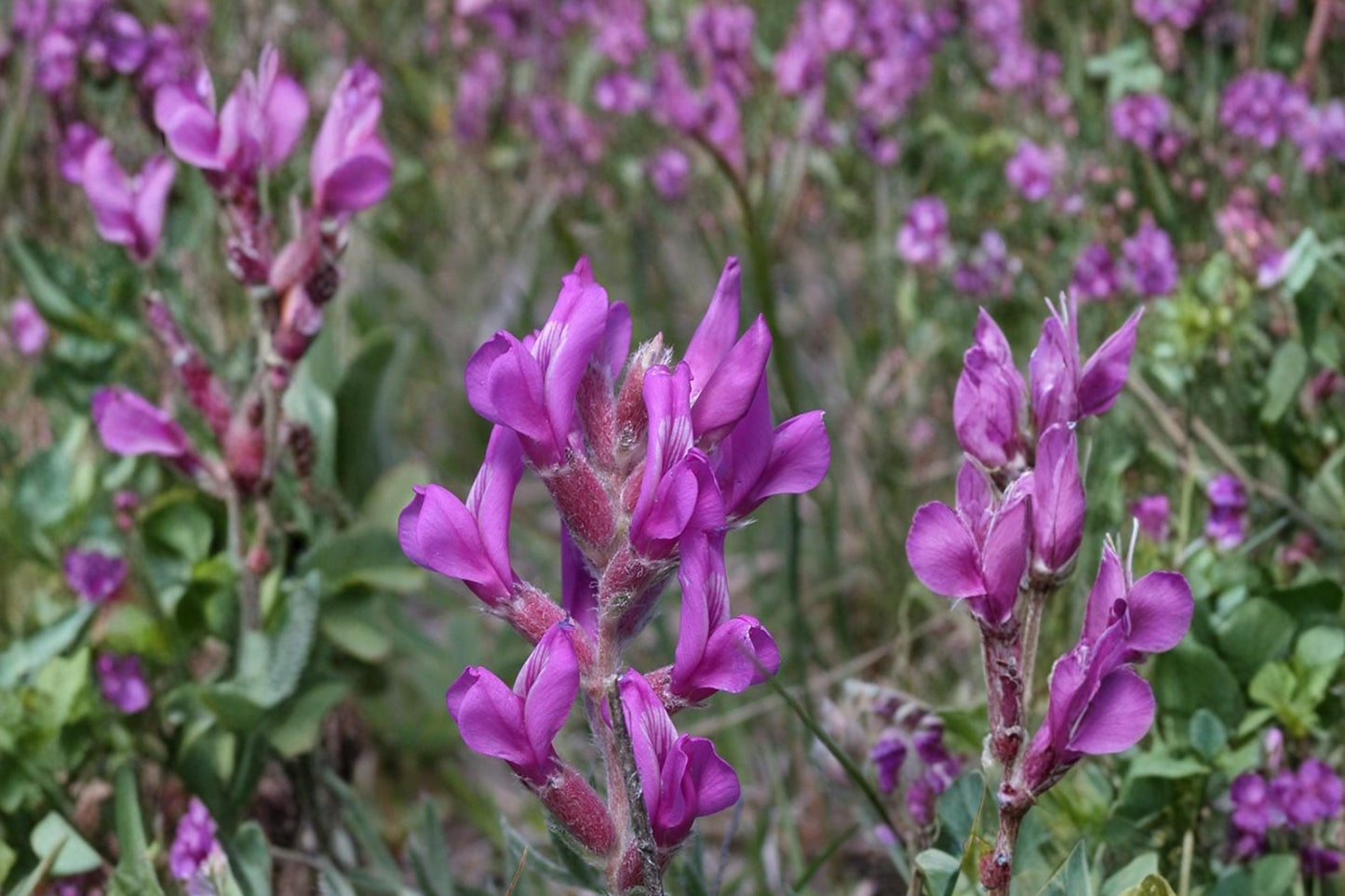 Showy Locoweed Seeds – Oxytropis lambertii – Perennial Wildflower with Purple to Pink Pea-like Flowers for Dry Gardens